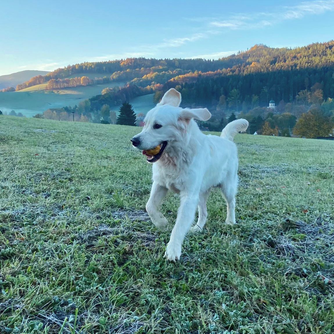 Soutěžní fotografie - Benjík,  Zlatý retriever