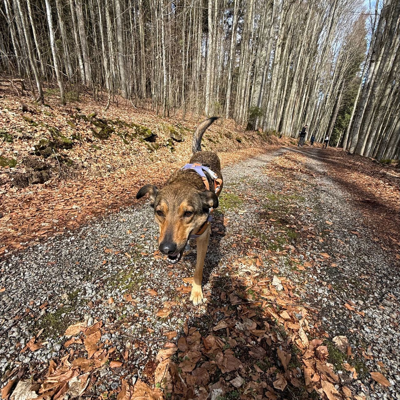 Soutěžní fotografie - Stella,  Ostatní