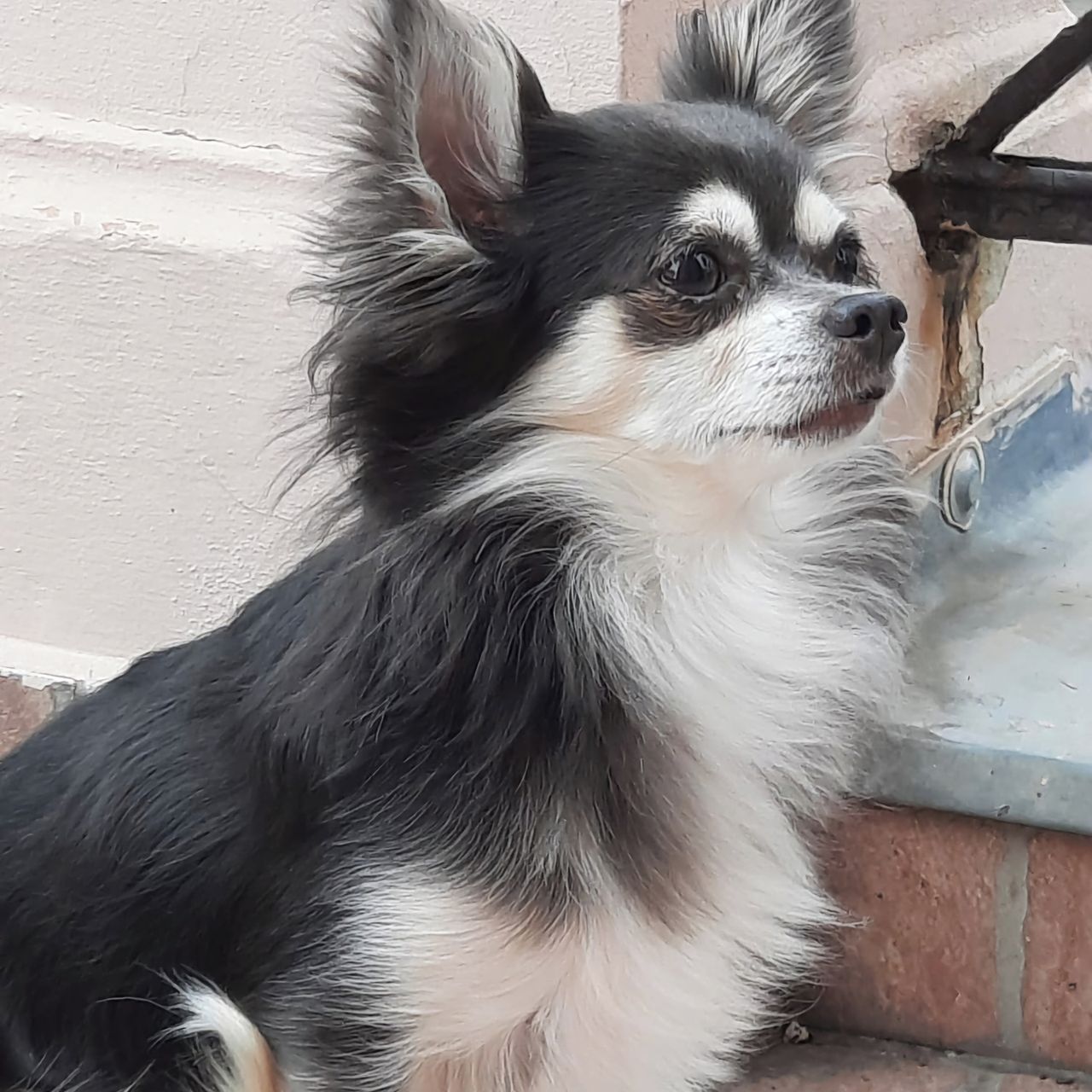 Soutěžní fotografie - Hugo,  Čivava dlouhosrstá