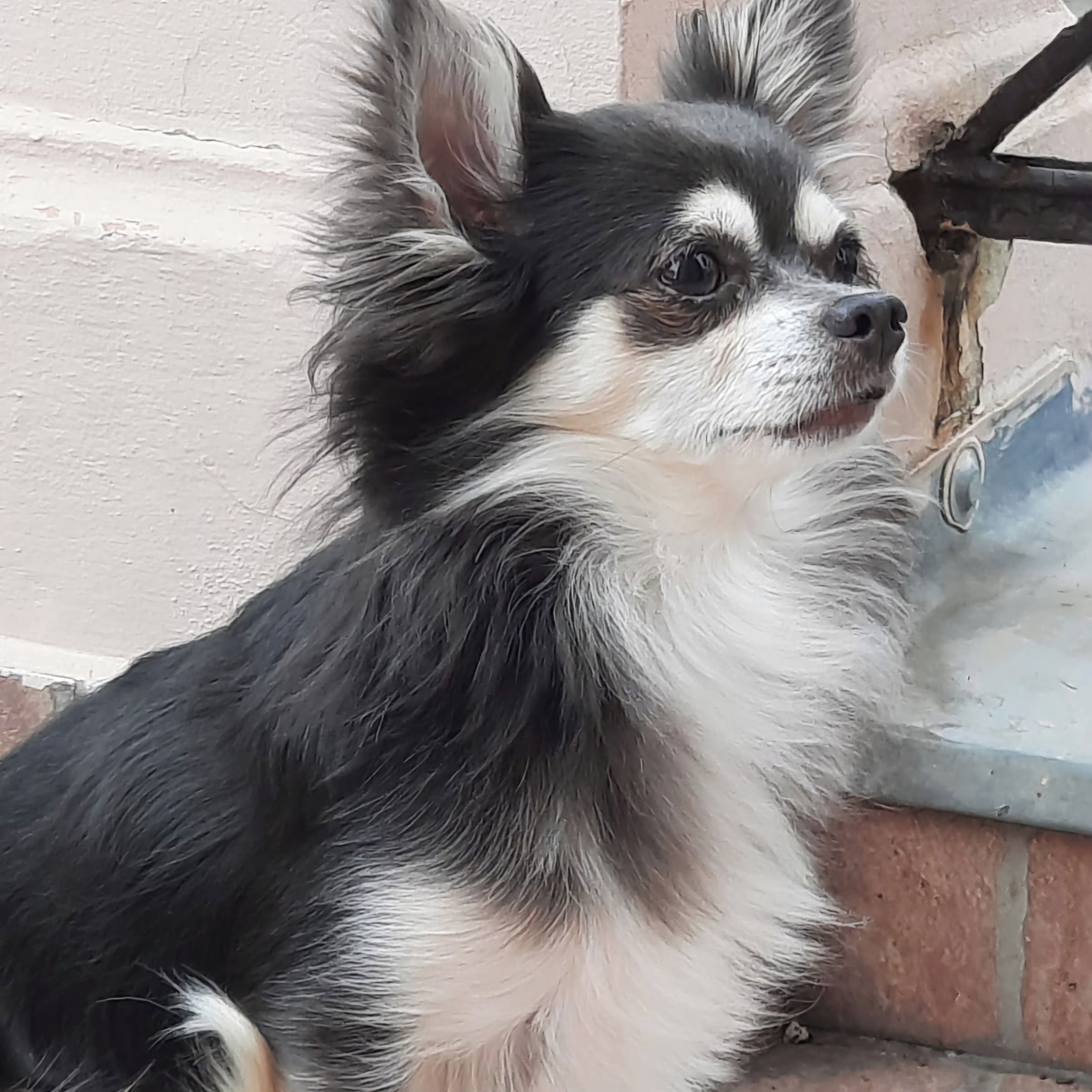 Soutěžní fotografie - Hugo,  Čivava dlouhosrstá