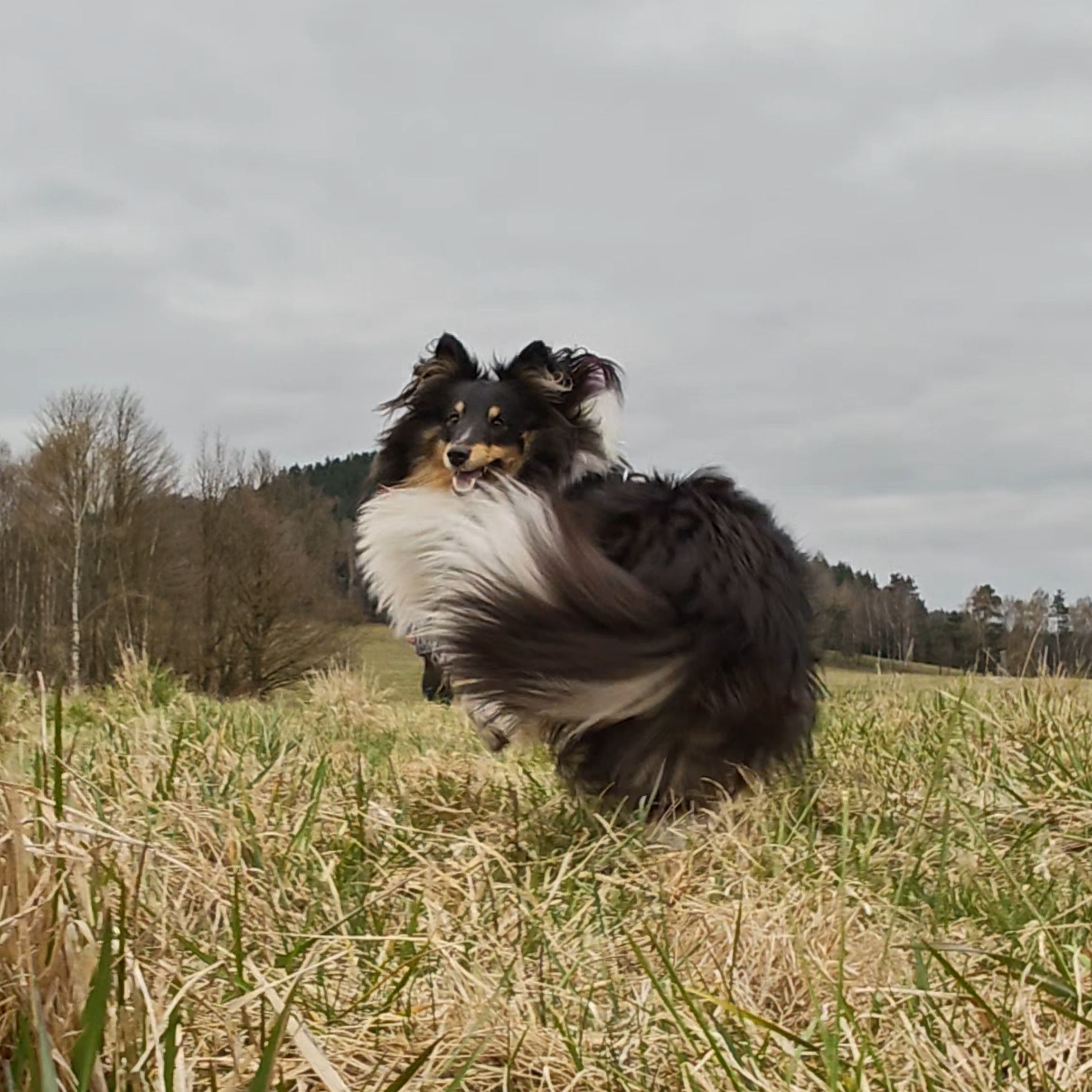 Soutěžní fotografie - Railey,  Sheltie
