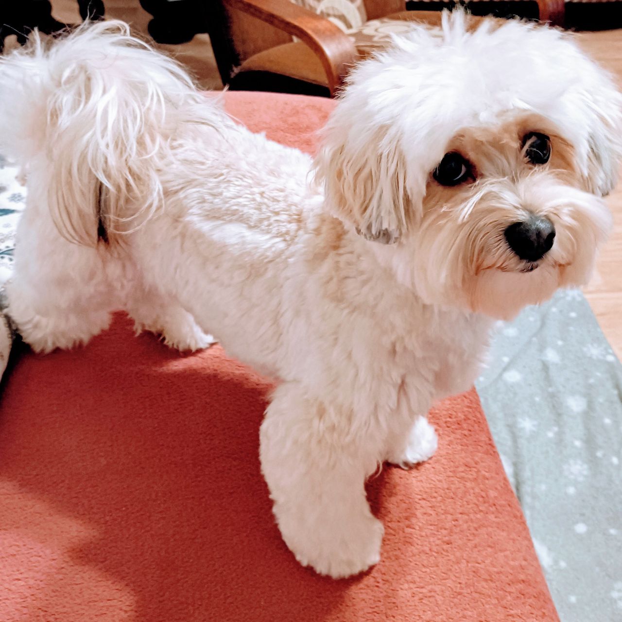 Soutěžní fotografie - Sára,  Havanský psík