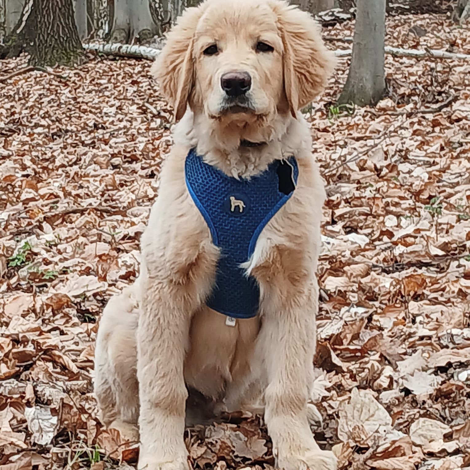 Soutěžní fotografie - Chopper,  Hovawart