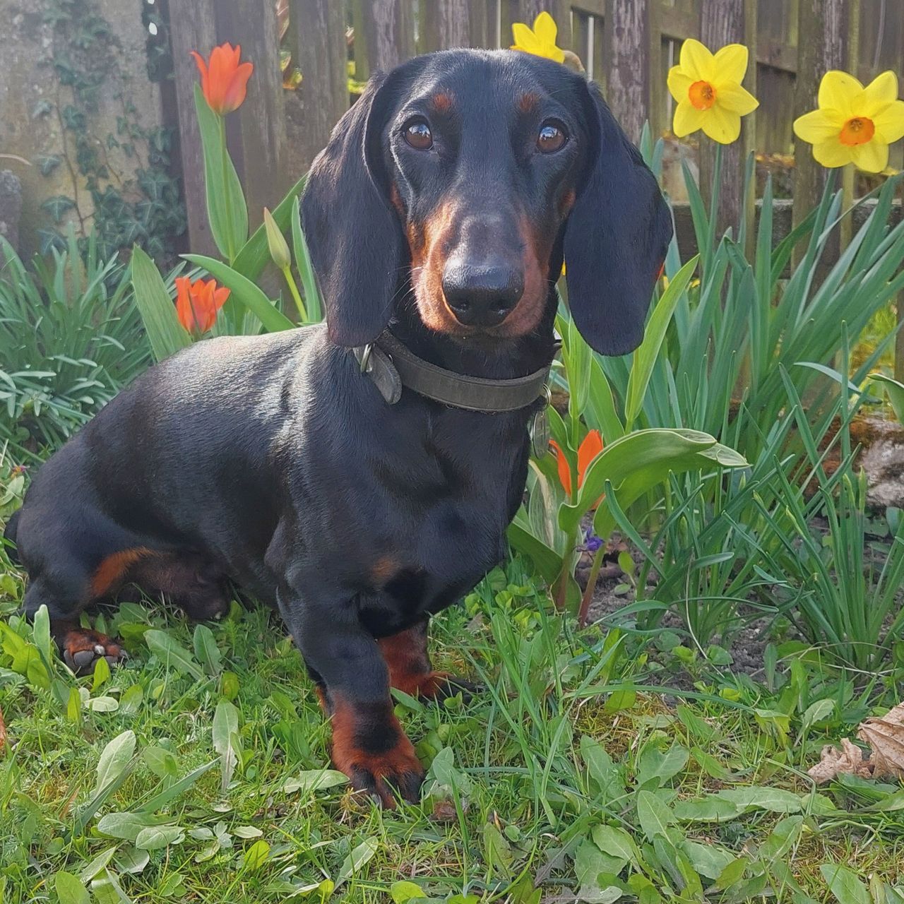 Soutěžní fotografie - Baky,  Jezevčík
