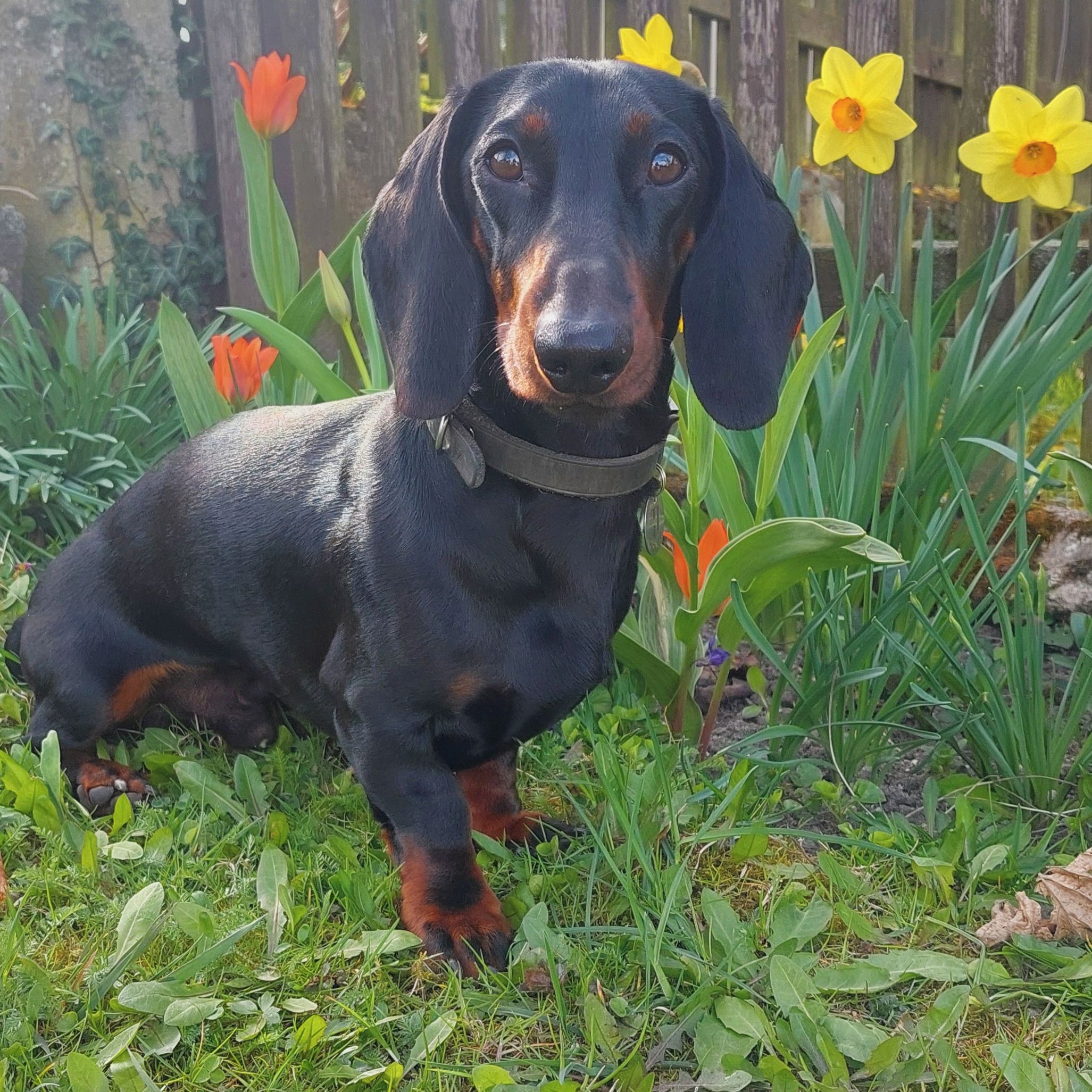 Soutěžní fotografie - Baky,  Jezevčík