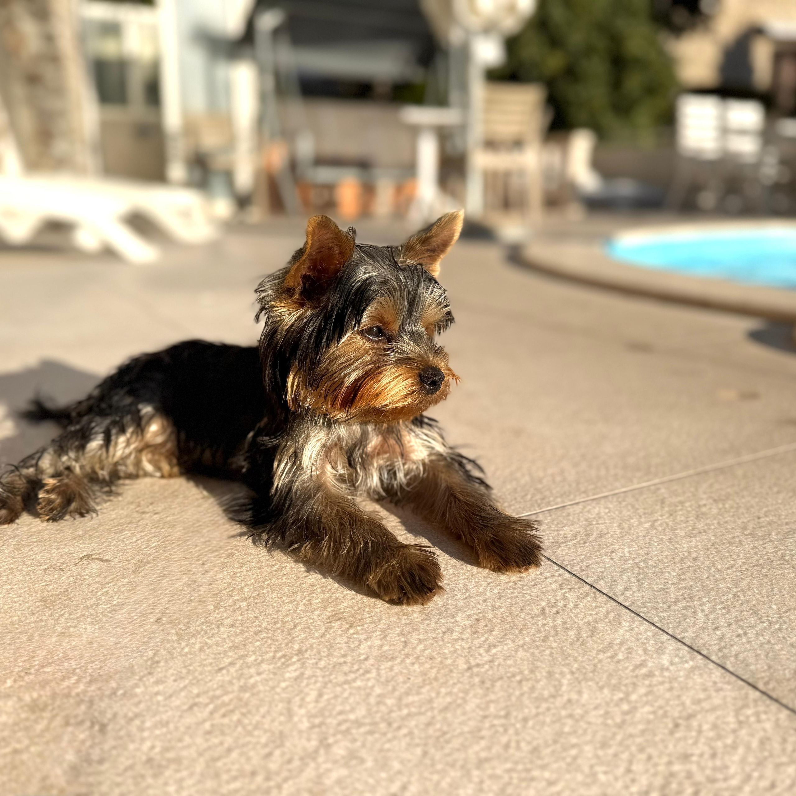 Soutěžní fotografie - Bodie,  Yorkšírský terier