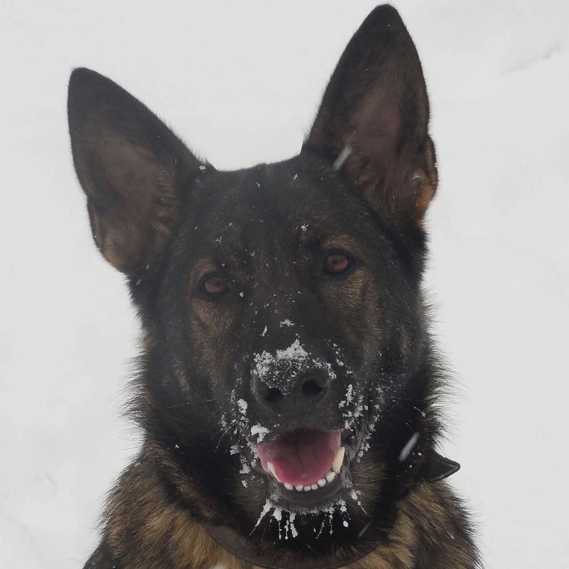 Soutěžní fotografie - Tereza,  Německý ovčák