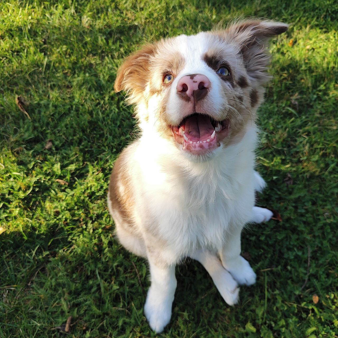 Soutěžní fotografie - Kairo,  Border kolie