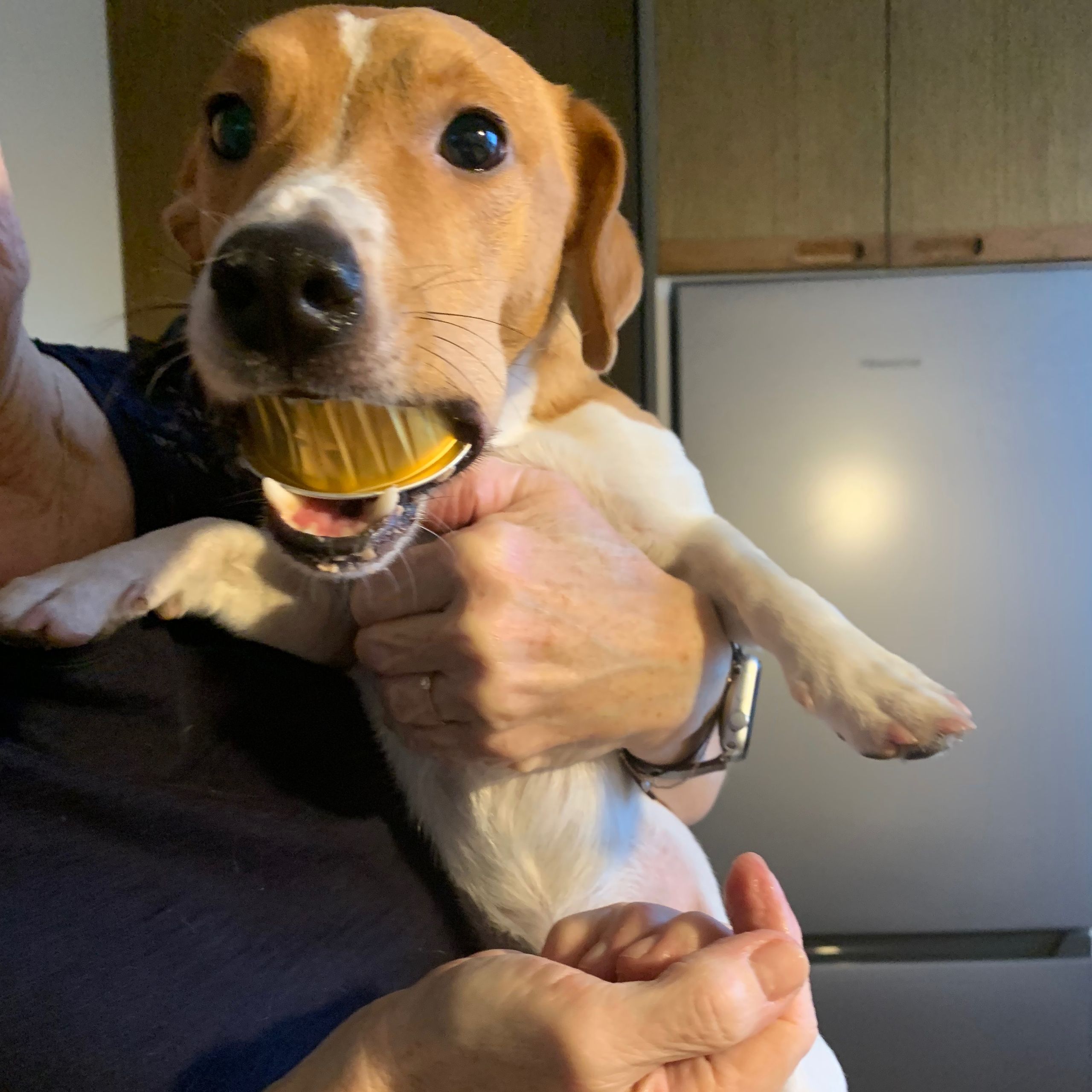 Soutěžní fotografie - Bobík,  Jack Russell Teriér