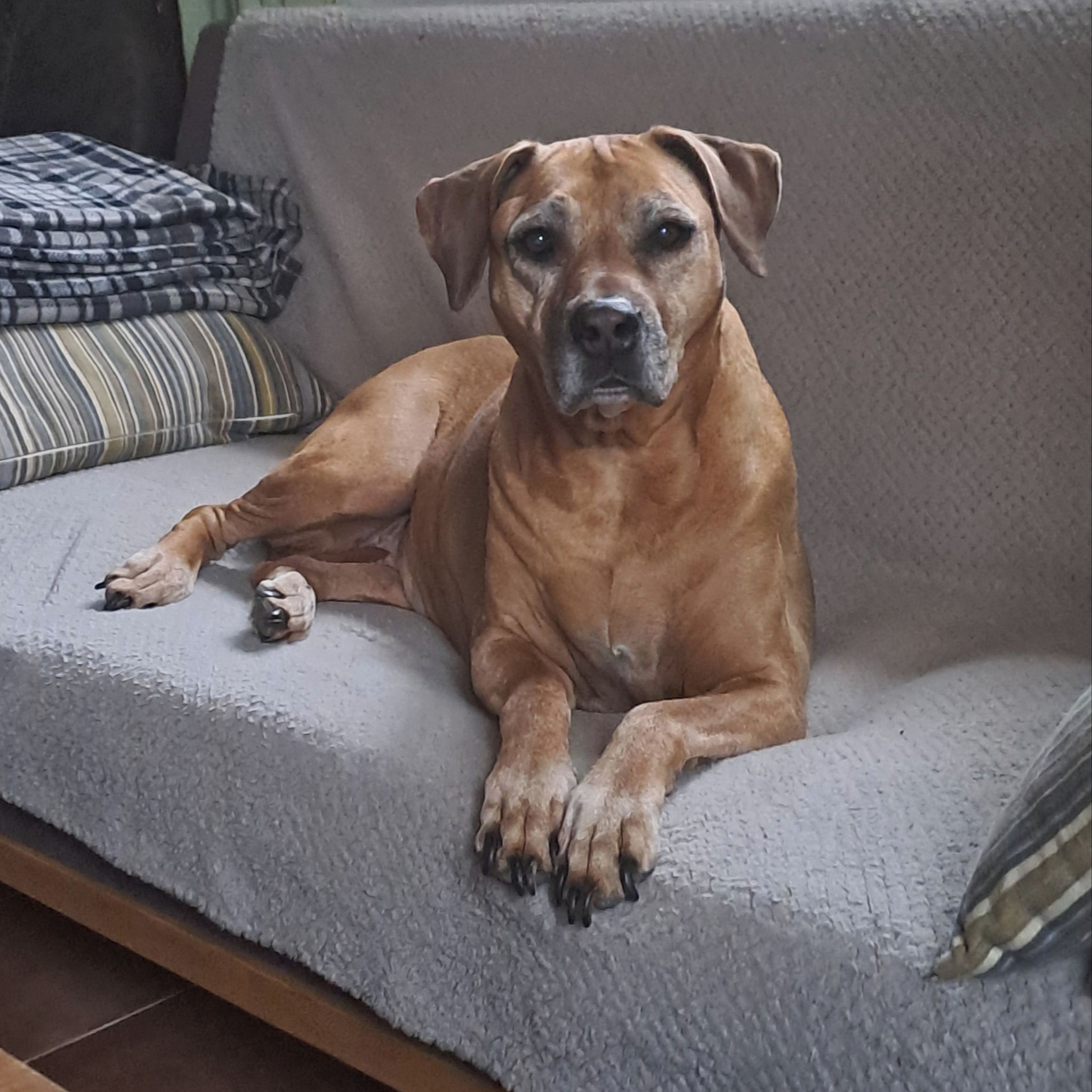 Soutěžní fotografie - MIA,  Rhodéský ridgeback
