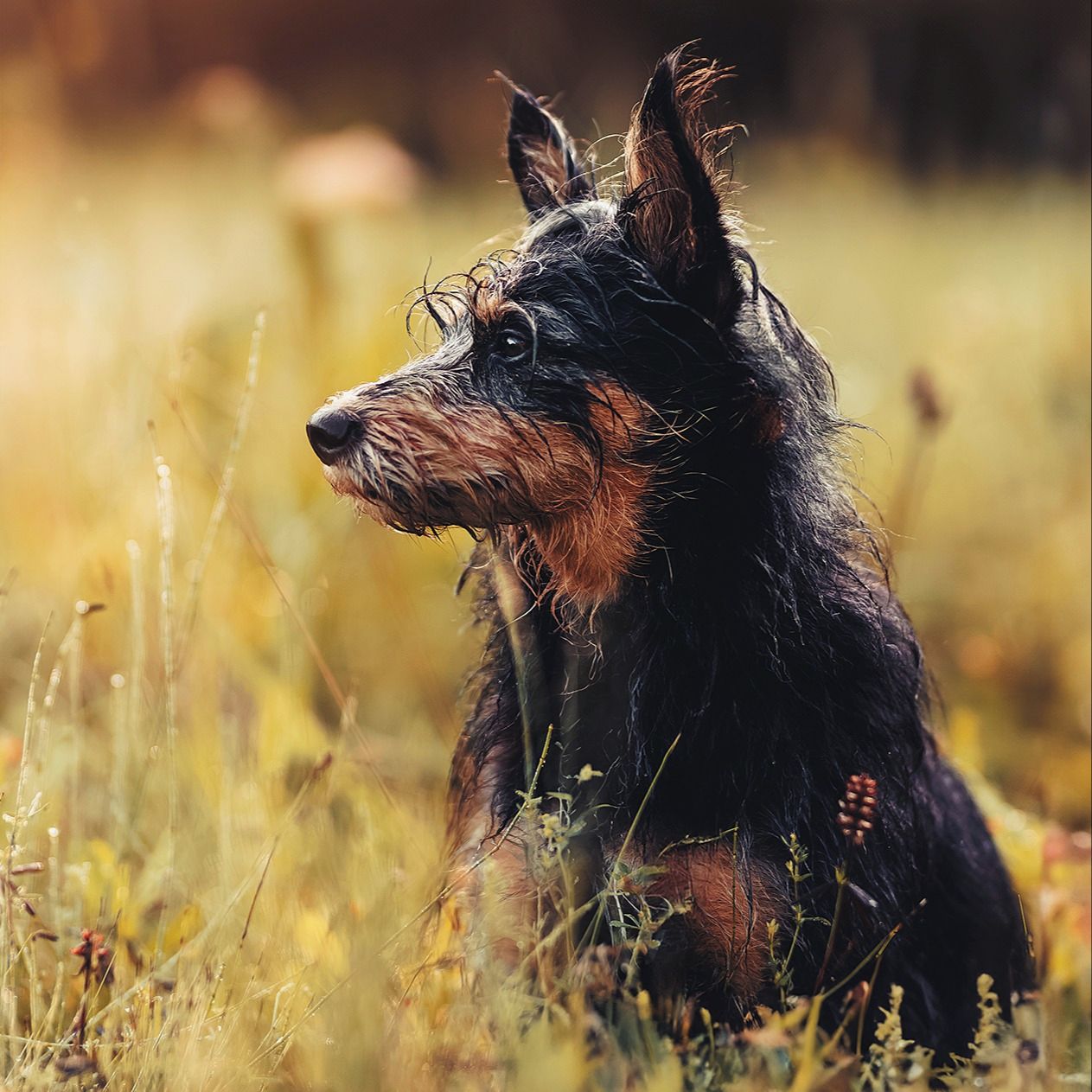 Soutěžní fotografie - Amálka,  Ostatní