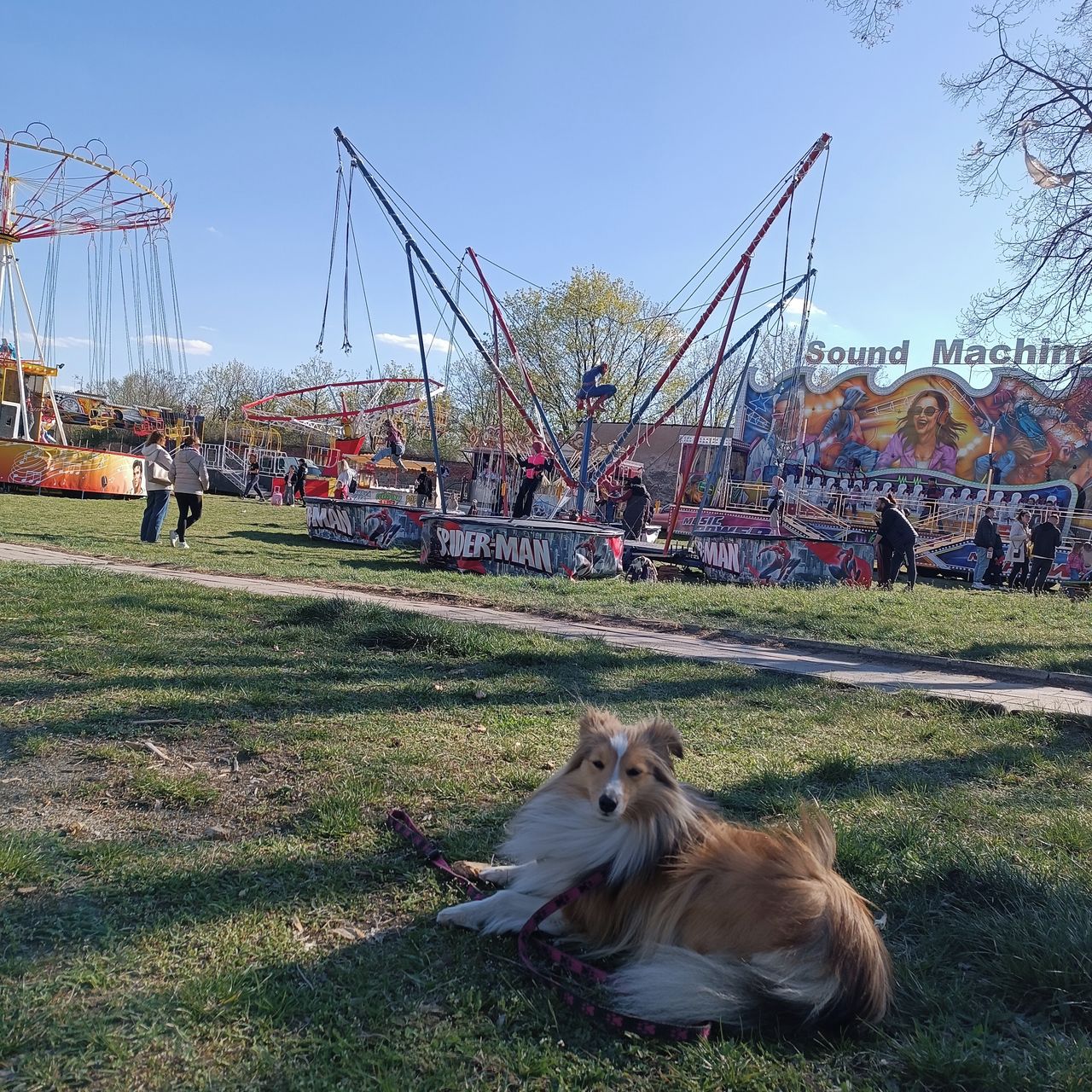 Soutěžní fotografie - Amy,  Sheltie