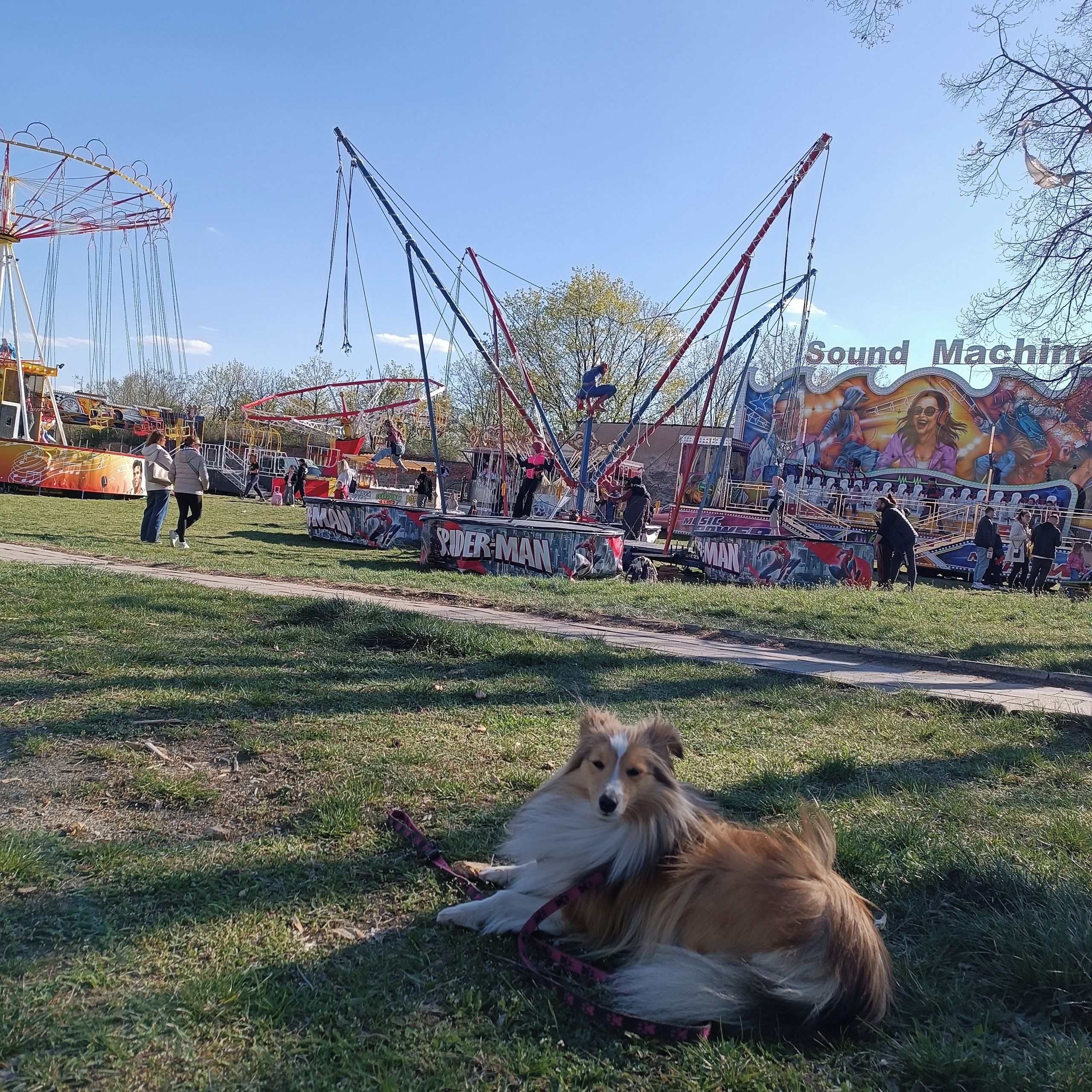 Soutěžní fotografie - Amy,  Sheltie