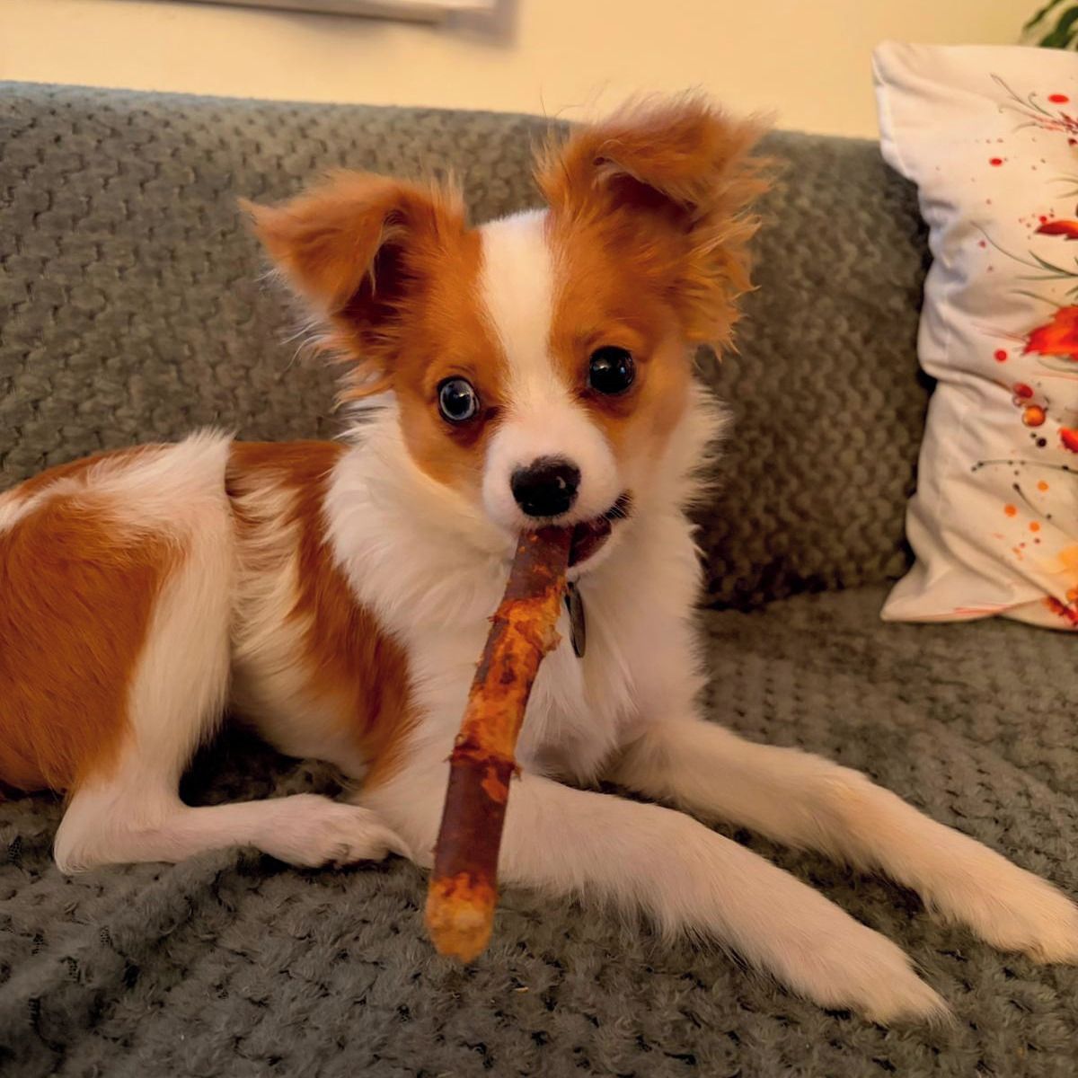 Soutěžní fotografie - Theodor,  Ostatní