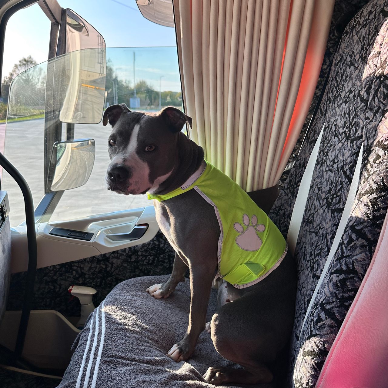 Soutěžní fotografie - Enny,  Americký stafordširský terier