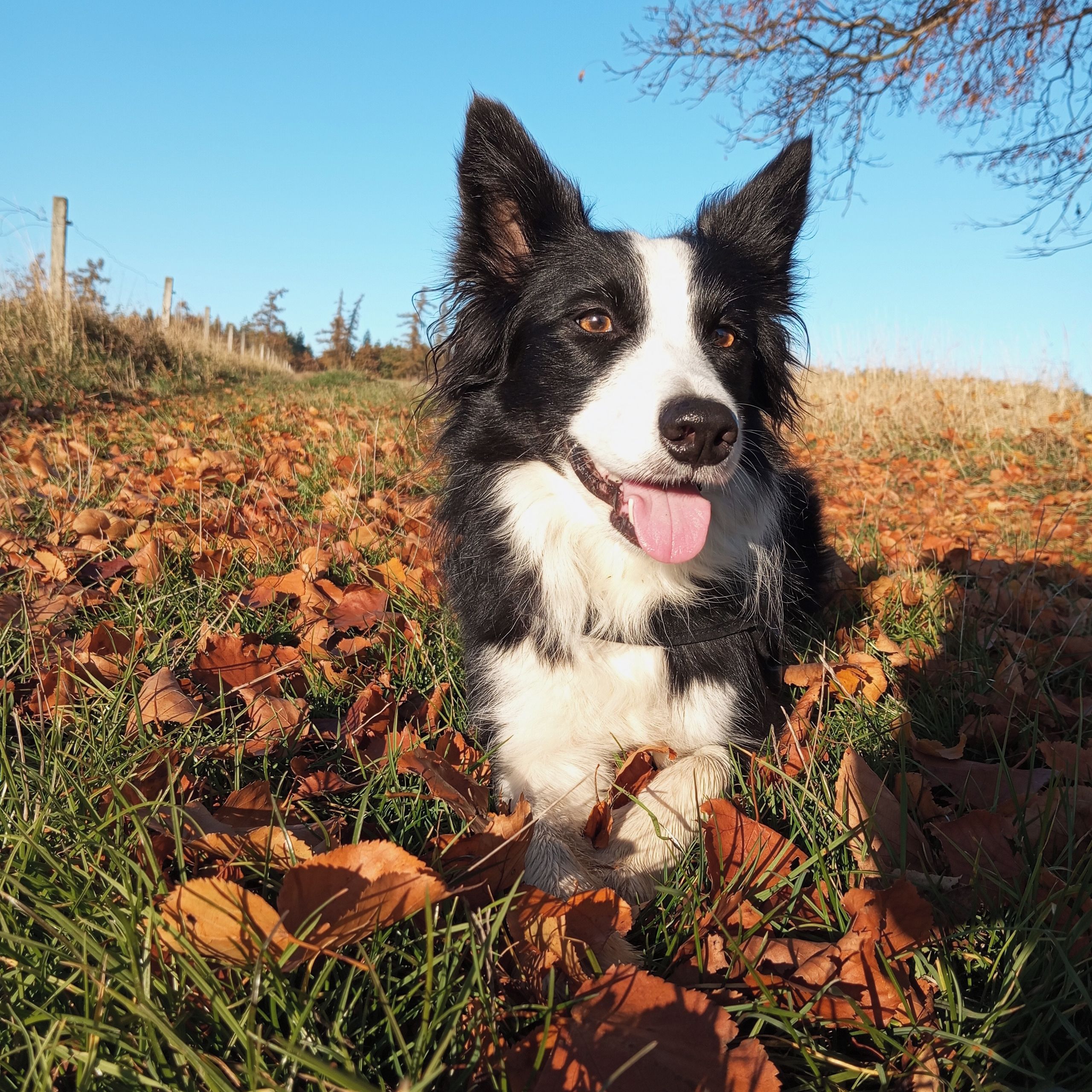 Soutěžní fotografie - Ava,  Border kolie