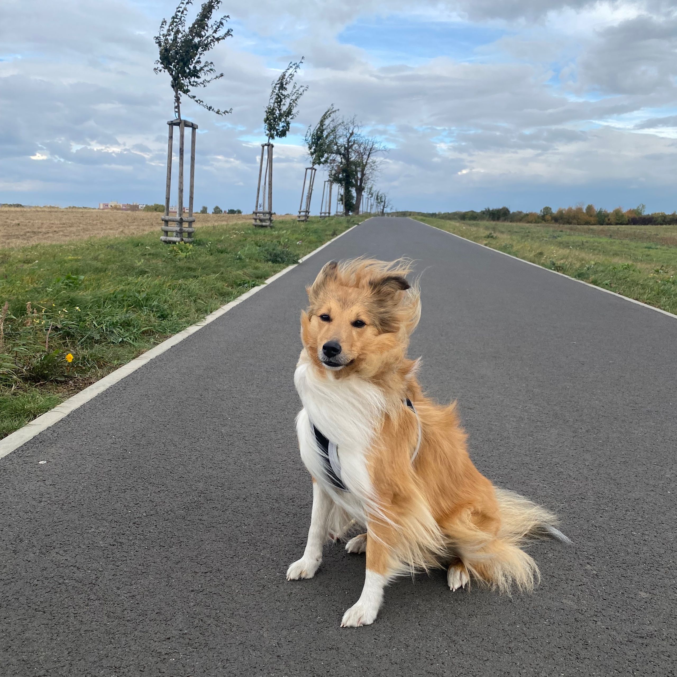 Soutěžní fotografie - Angel Cherry,  Sheltie