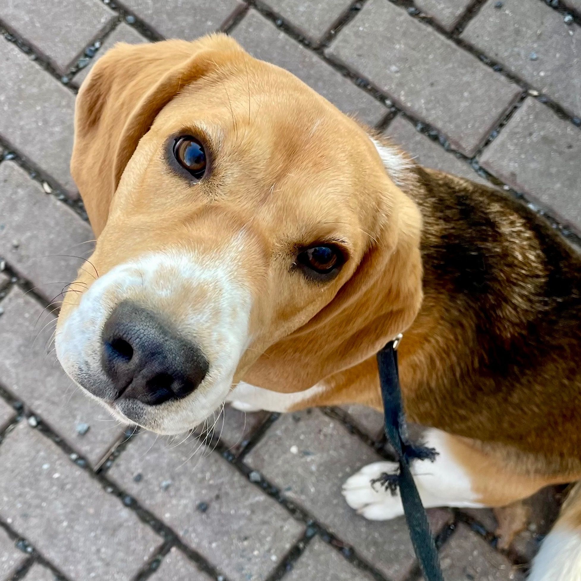 Soutěžní fotografie - Kiwi,  Beagle