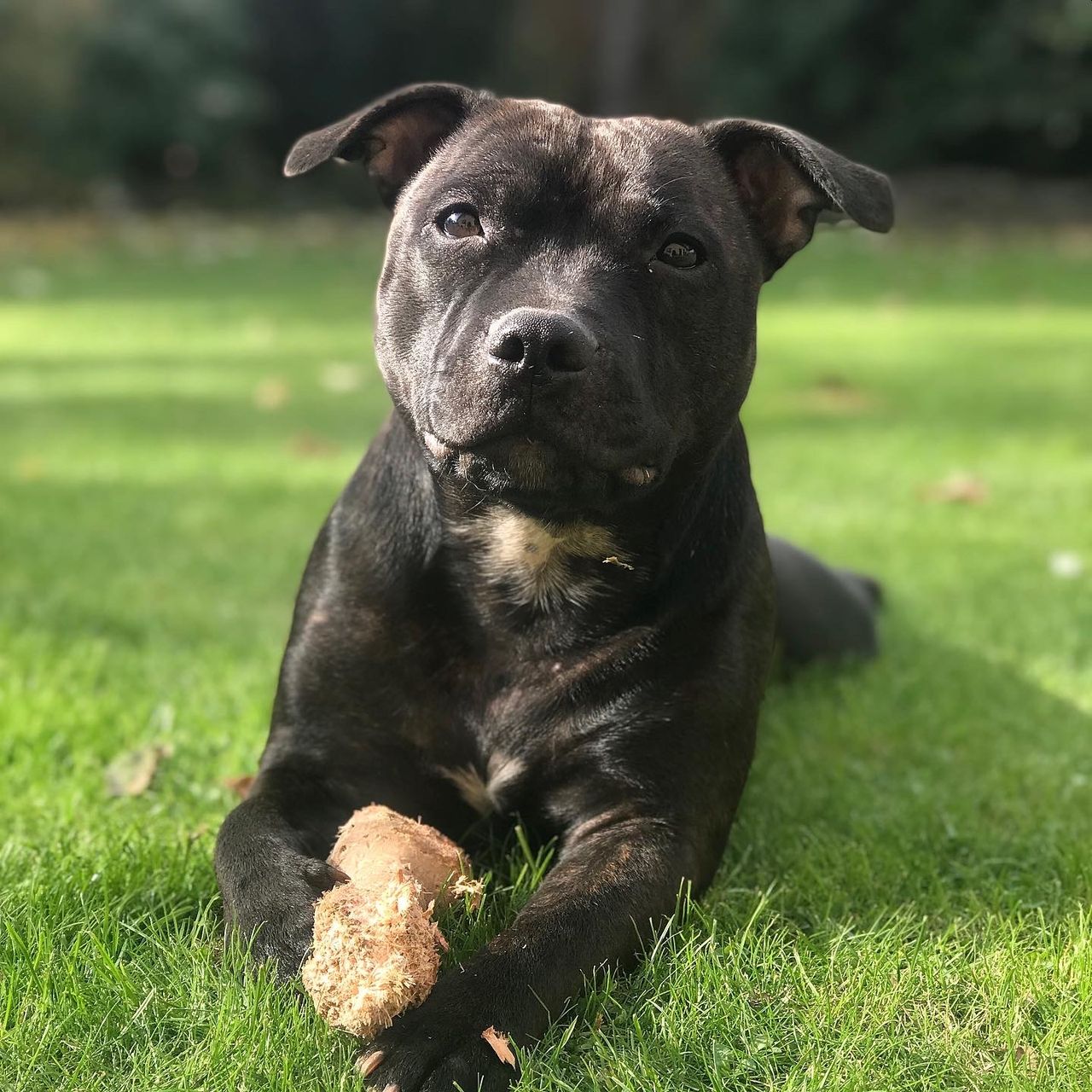 Soutěžní fotografie - TARA,  Stafordšírský bullterier