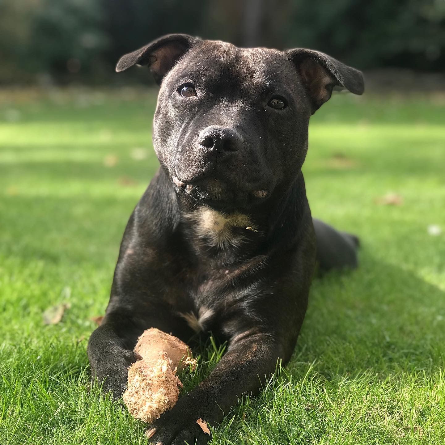 Soutěžní fotografie - TARA,  Stafordšírský bullterier