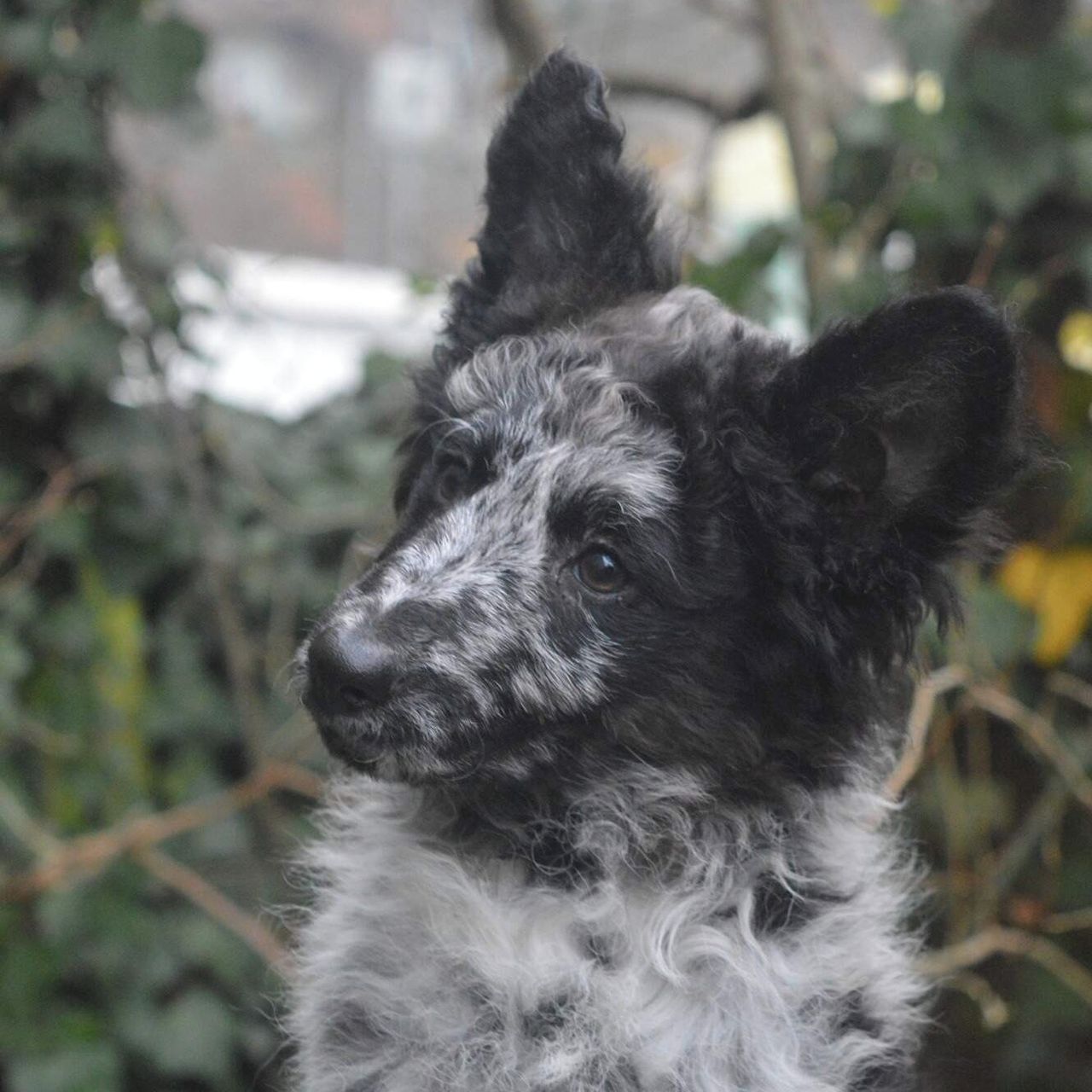 Soutěžní fotografie - Mavis,  Mudi