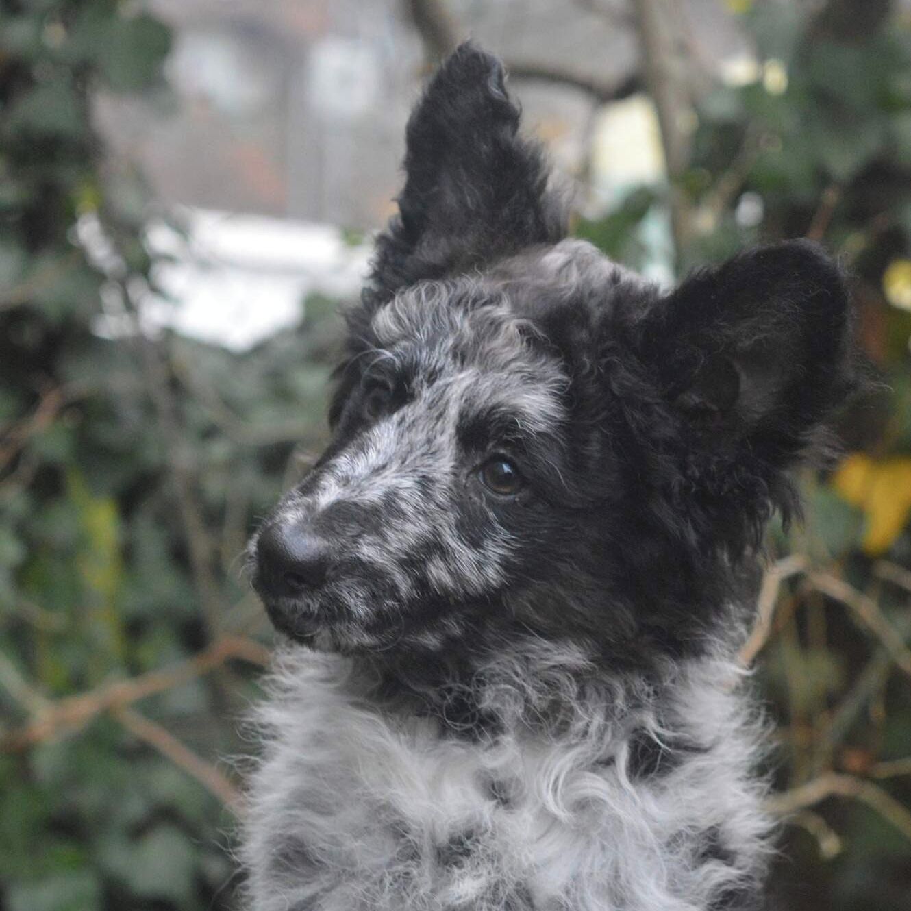 Soutěžní fotografie - Mavis,  Mudi