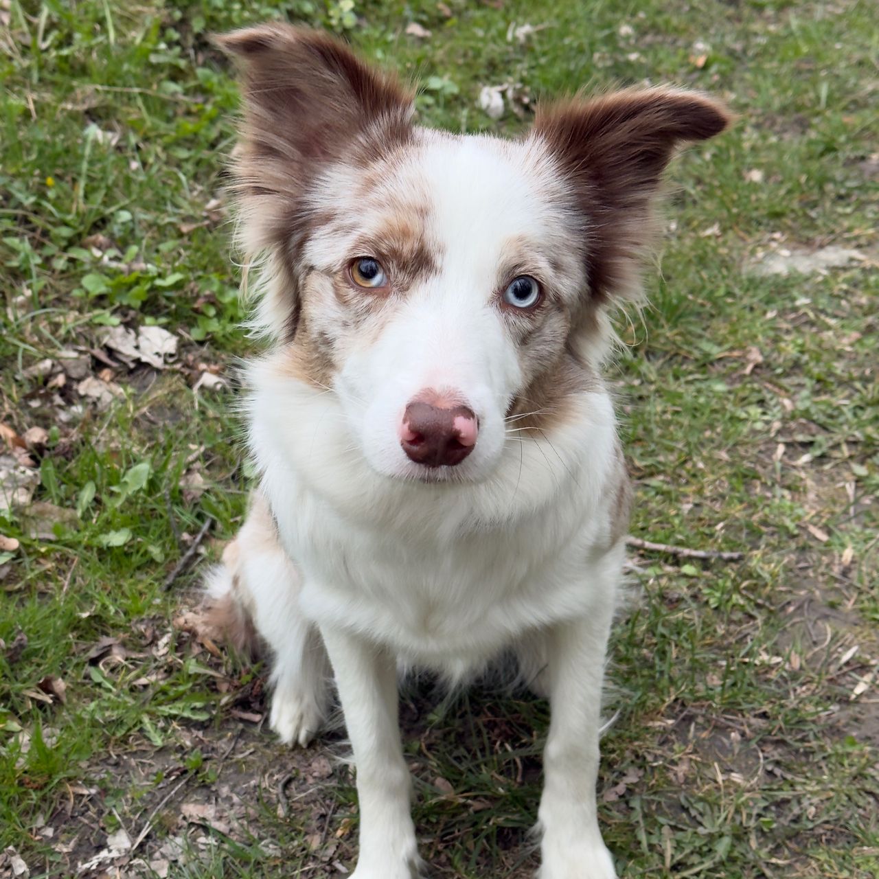 Soutěžní fotografie - Layla,  Border kolie