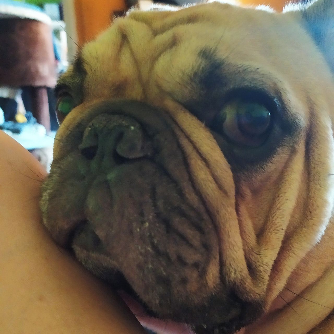 Soutěžní fotografie - Kuba,  Francouzský buldoček