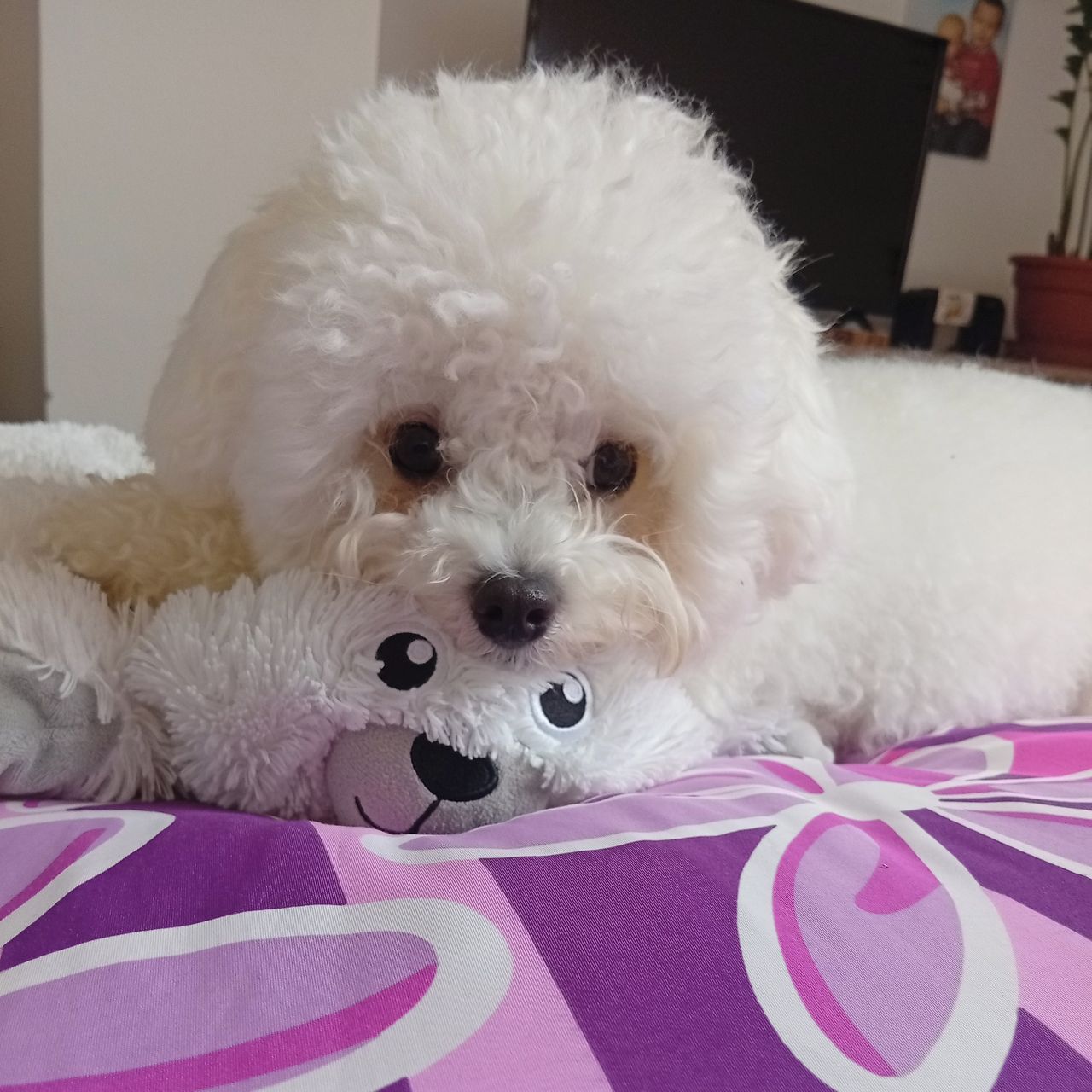 Soutěžní fotografie - Daphne,  Boloňský psík