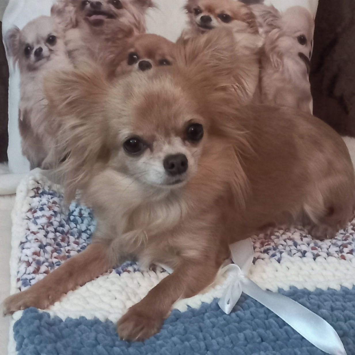 Soutěžní fotografie - LILI,  Čivava