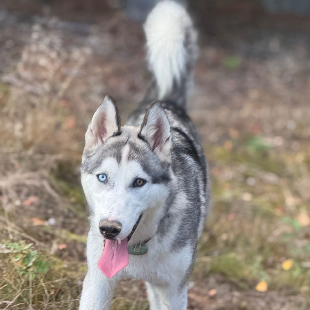 Soutěžní fotografie - Hubert,  Sibiřský husky