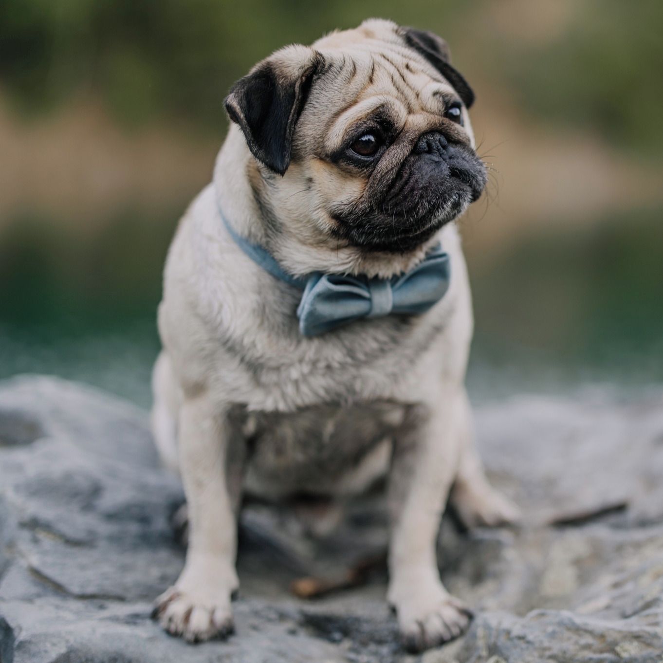 Soutěžní fotografie - Vilém,  Mops