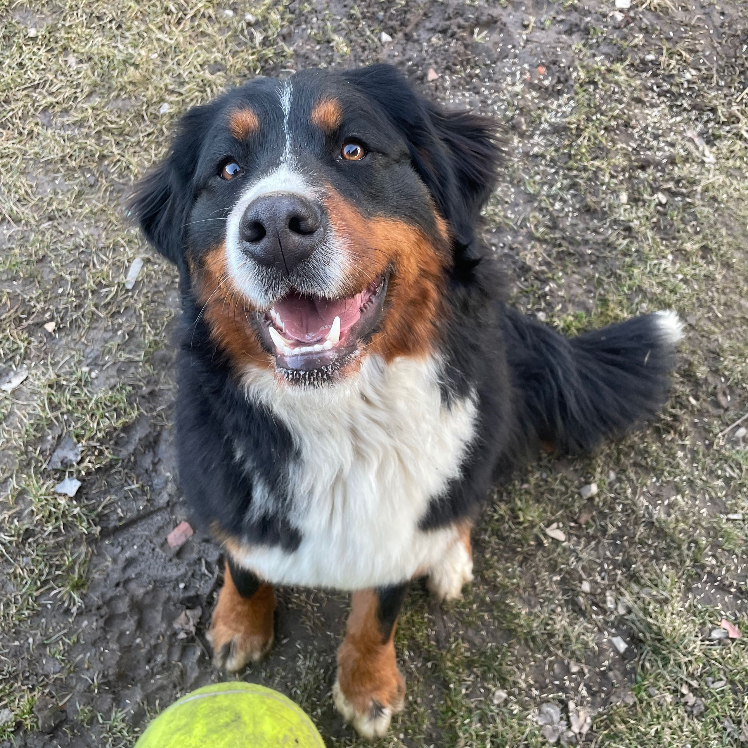 Soutěžní fotografie - Amálka,  Bernský salašnický pes