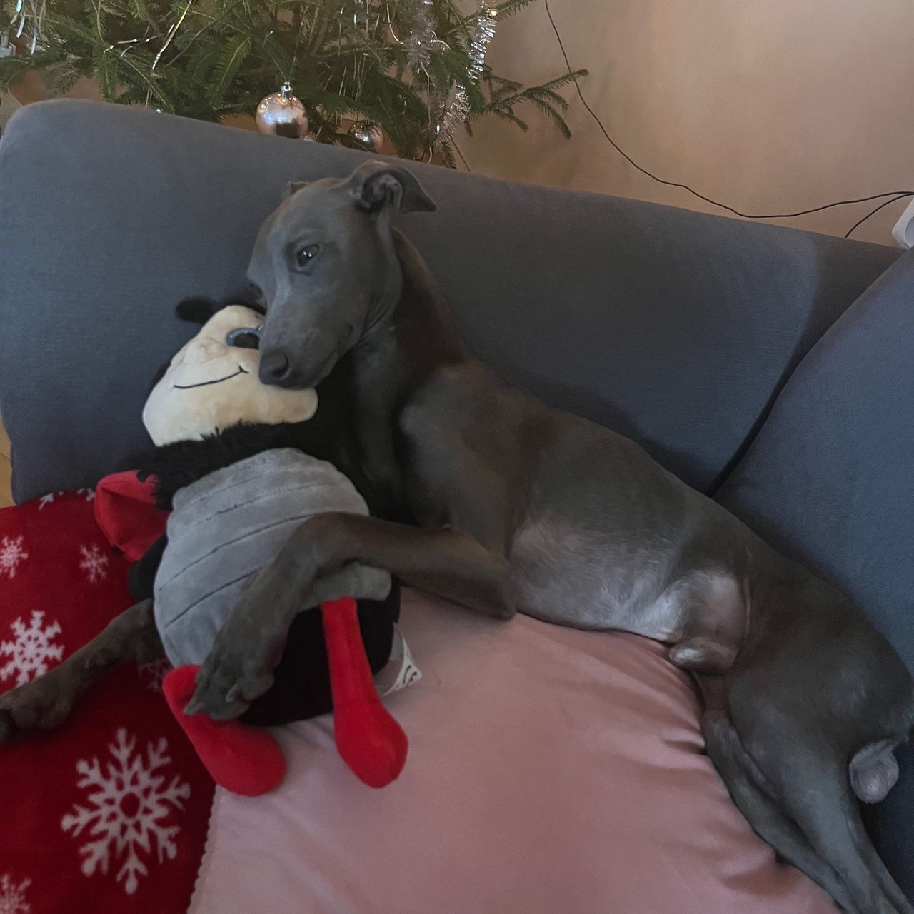 Soutěžní fotografie - Loki,  Italský chrtík