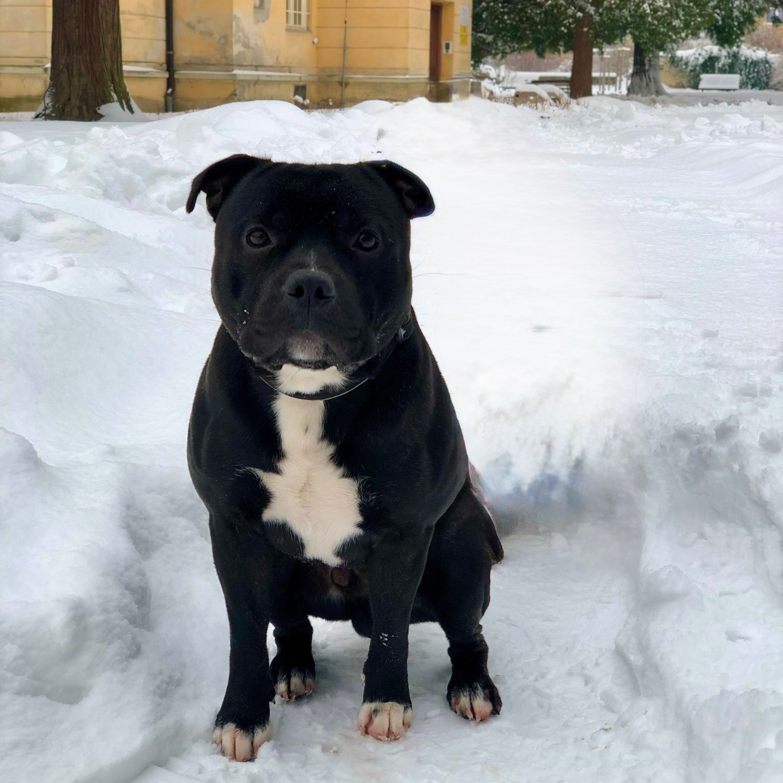 Soutěžní fotografie - Kenny,  Stafordšírský bullterier