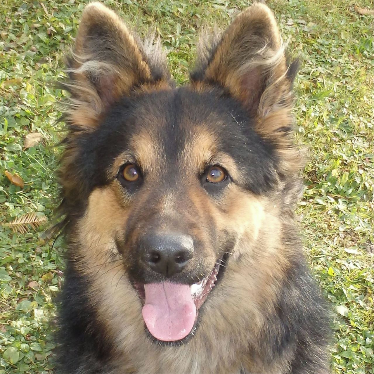 Soutěžní fotografie - Iessy Western Star,  Chodský pes