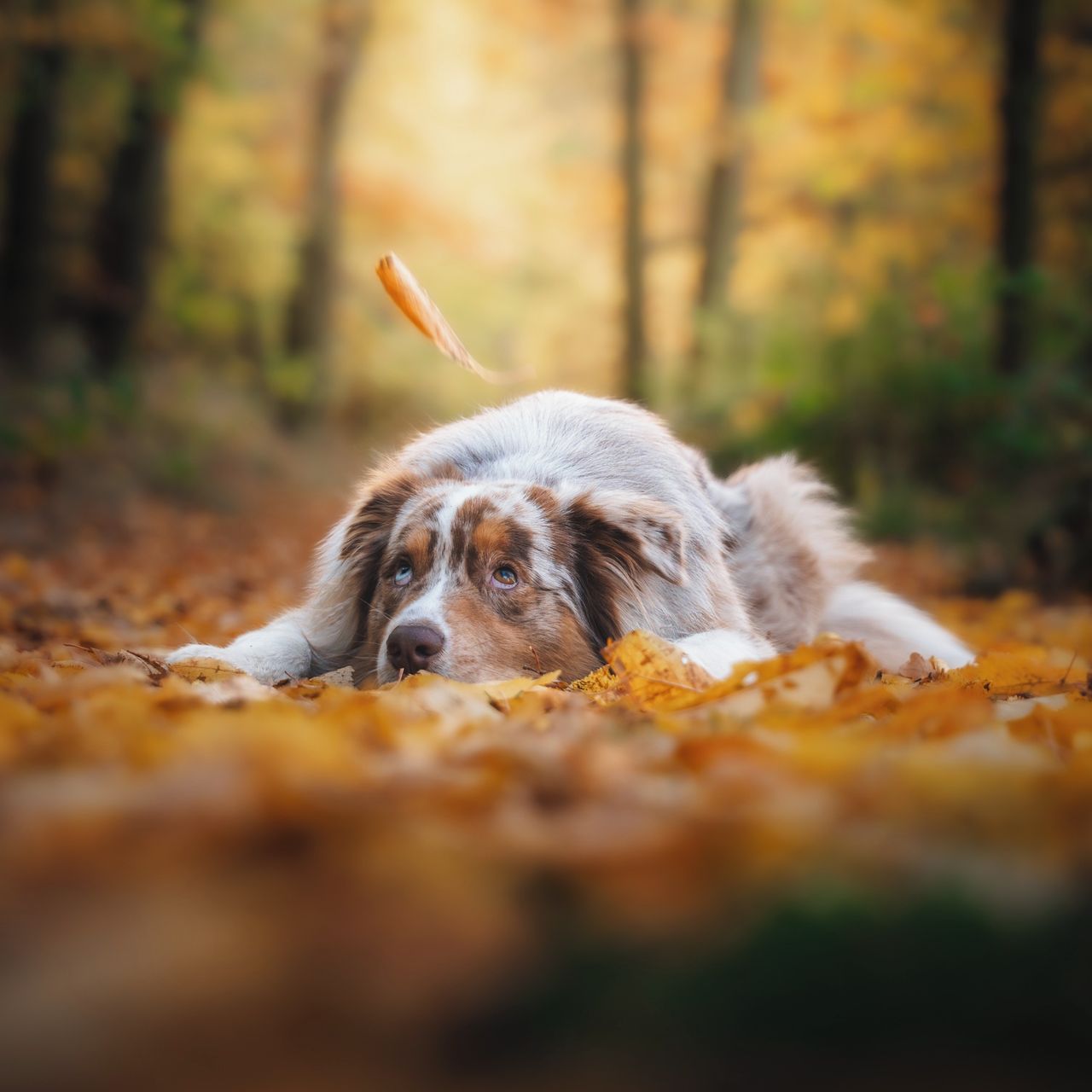 Soutěžní fotografie - Django,  Australský ovčák