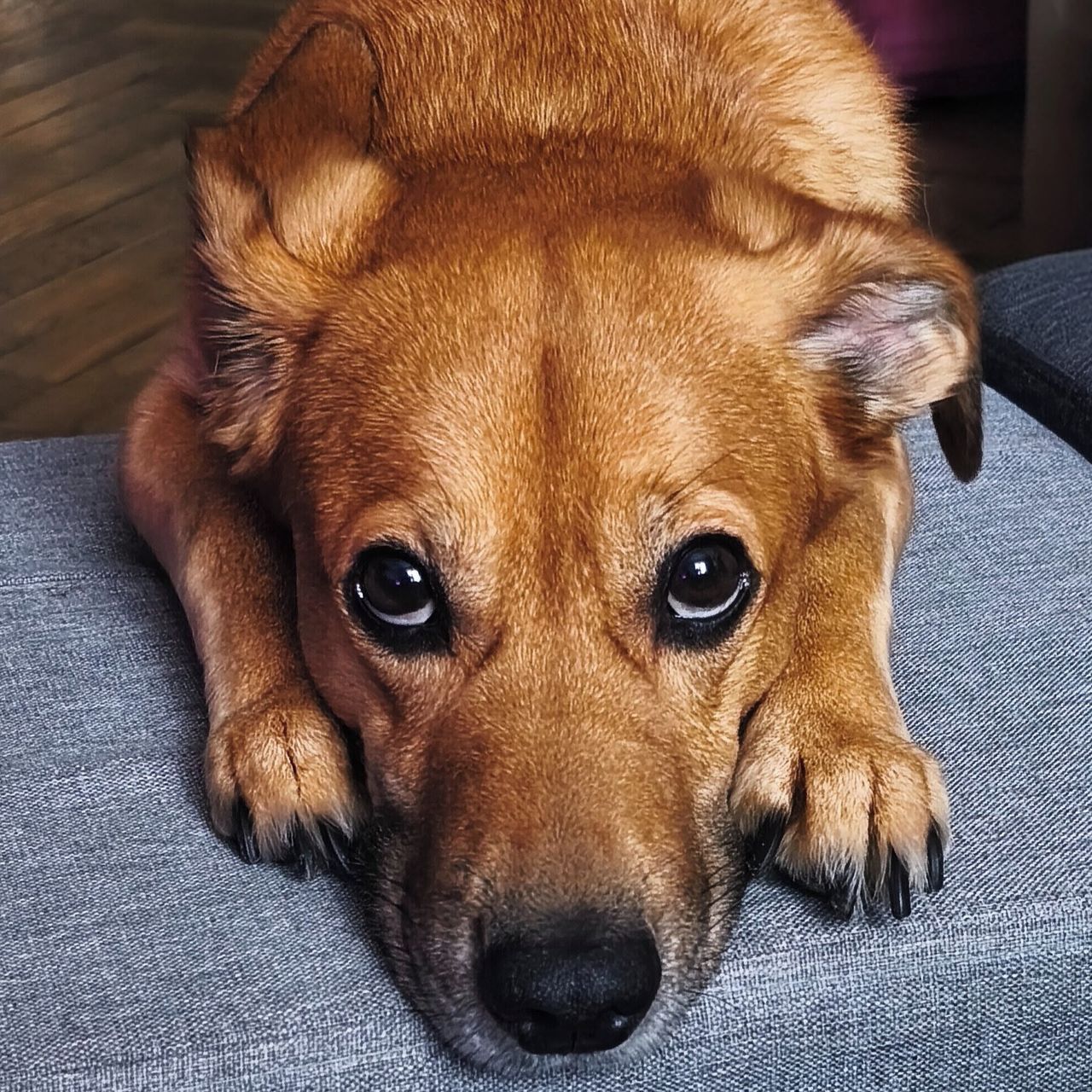 Soutěžní fotografie - Teddy,  Ostatní