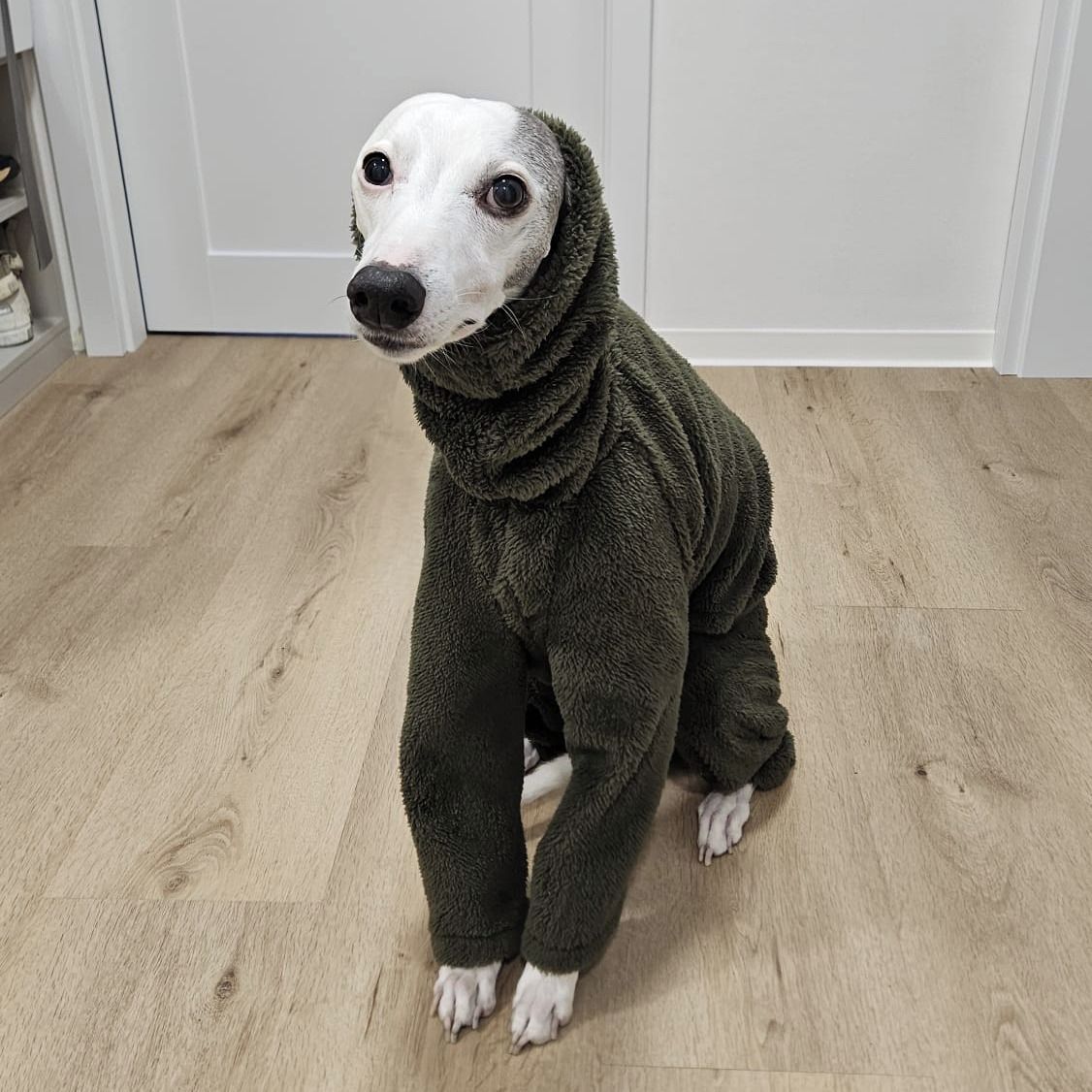 Soutěžní fotografie - Blue Valentine Fast Angels,  Whippet