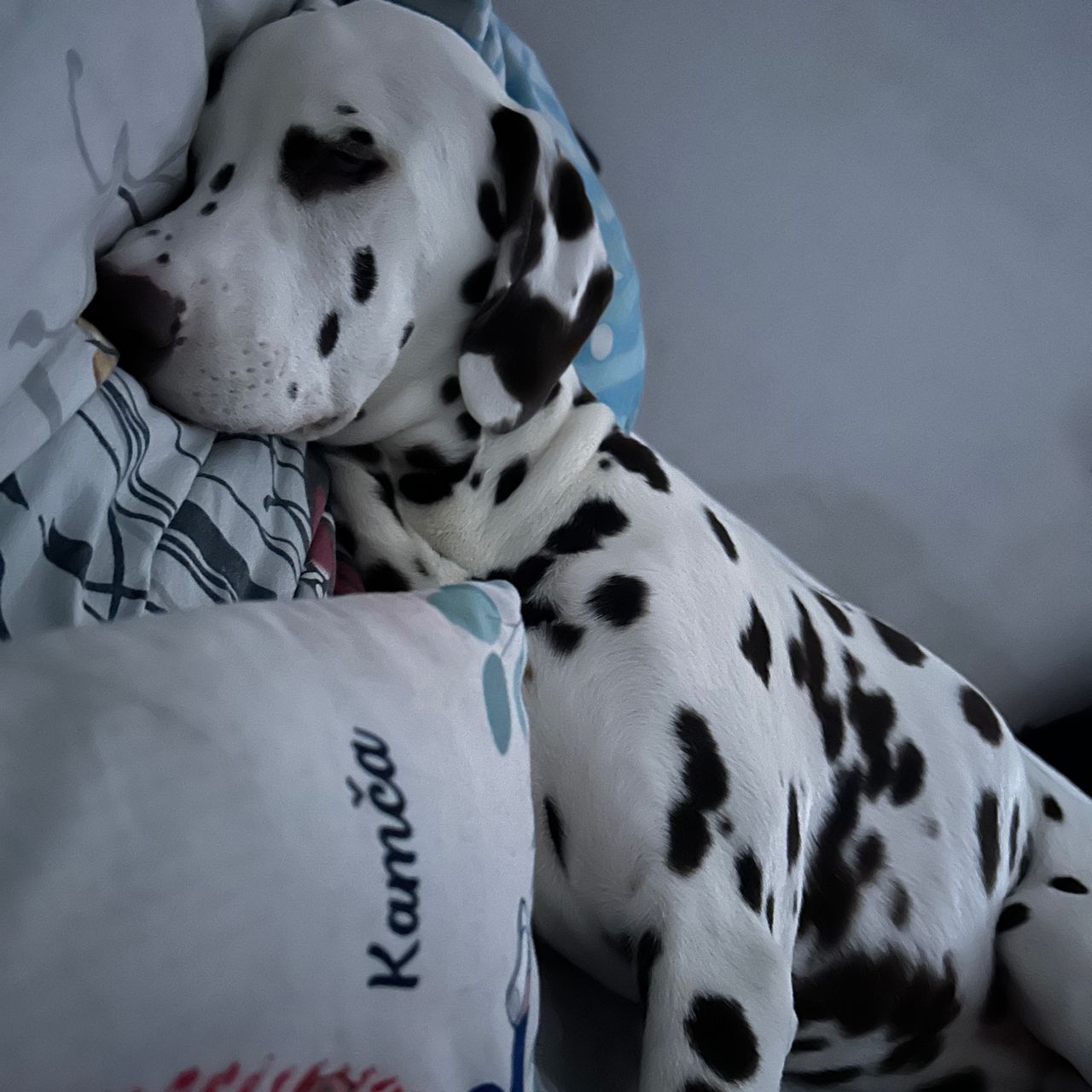 Soutěžní fotografie - Merlin,  Dalmatin