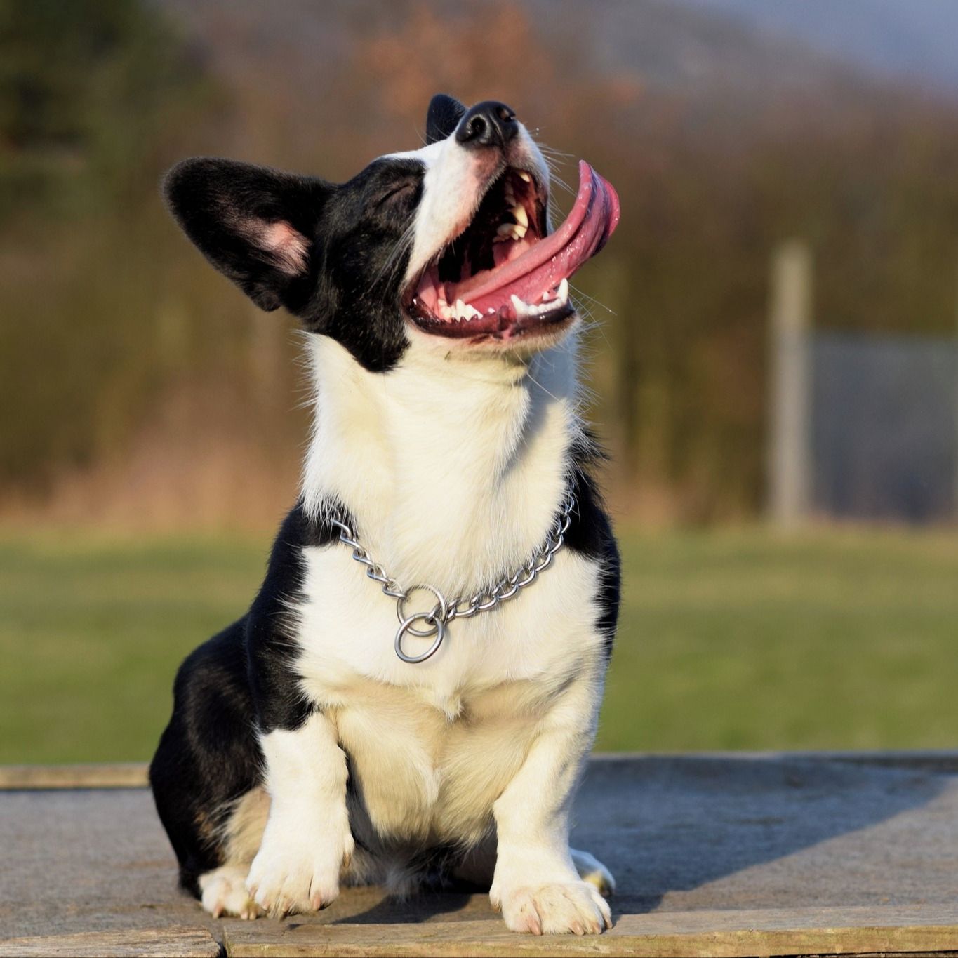 Soutěžní fotografie - Emička,  Welsh Corgi Cardigan