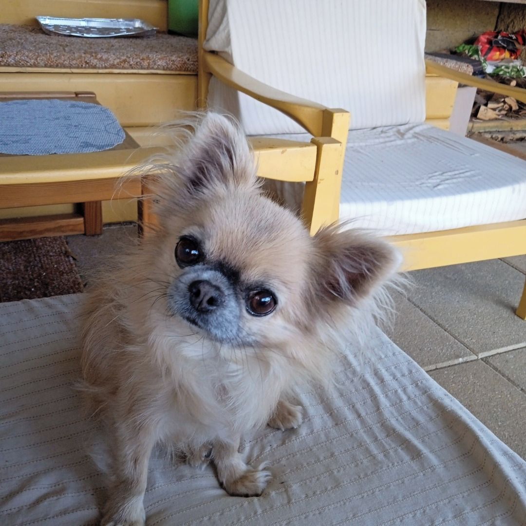 Soutěžní fotografie - Čiko,  Čivava dlouhosrstá