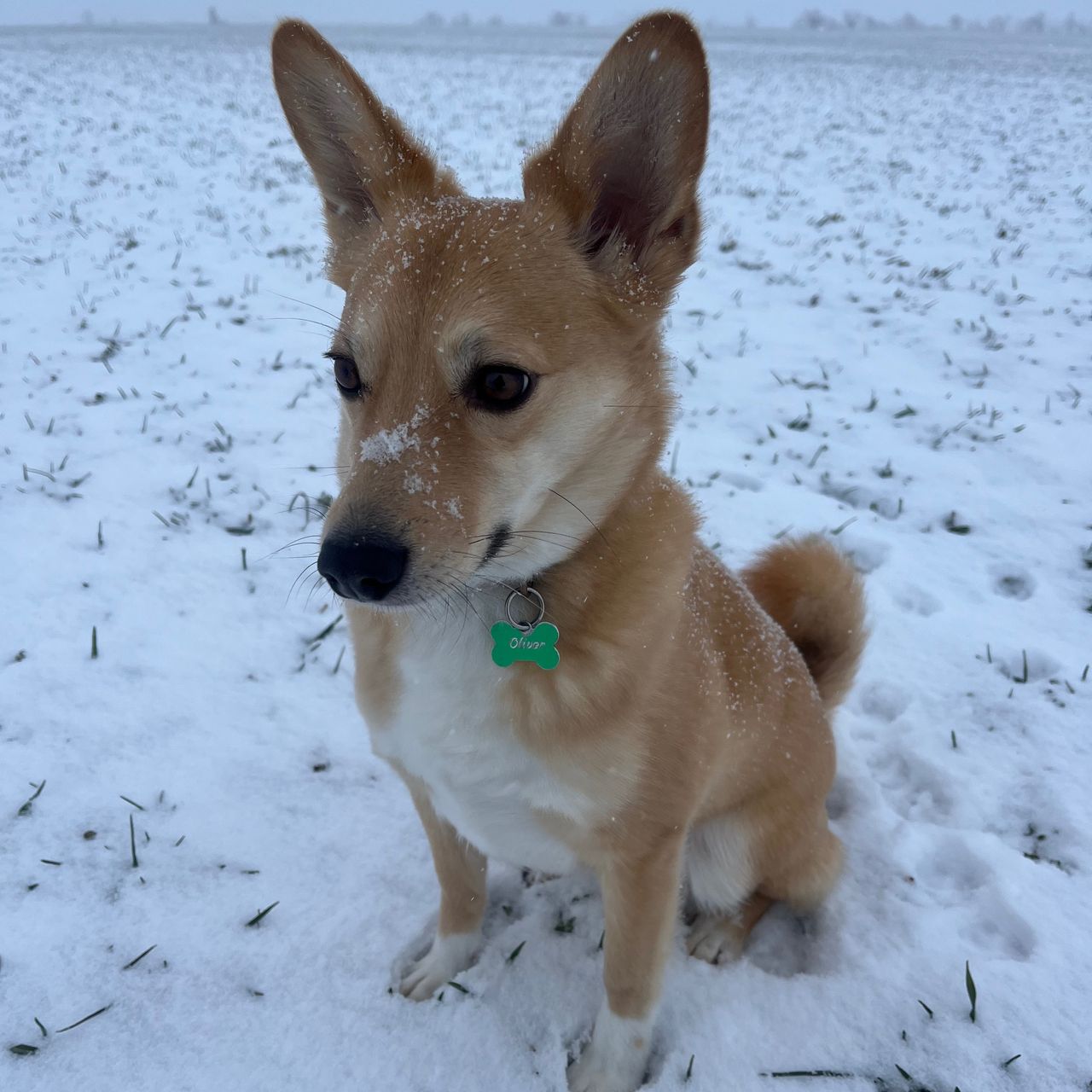 Soutěžní fotografie - Olík,  Ostatní