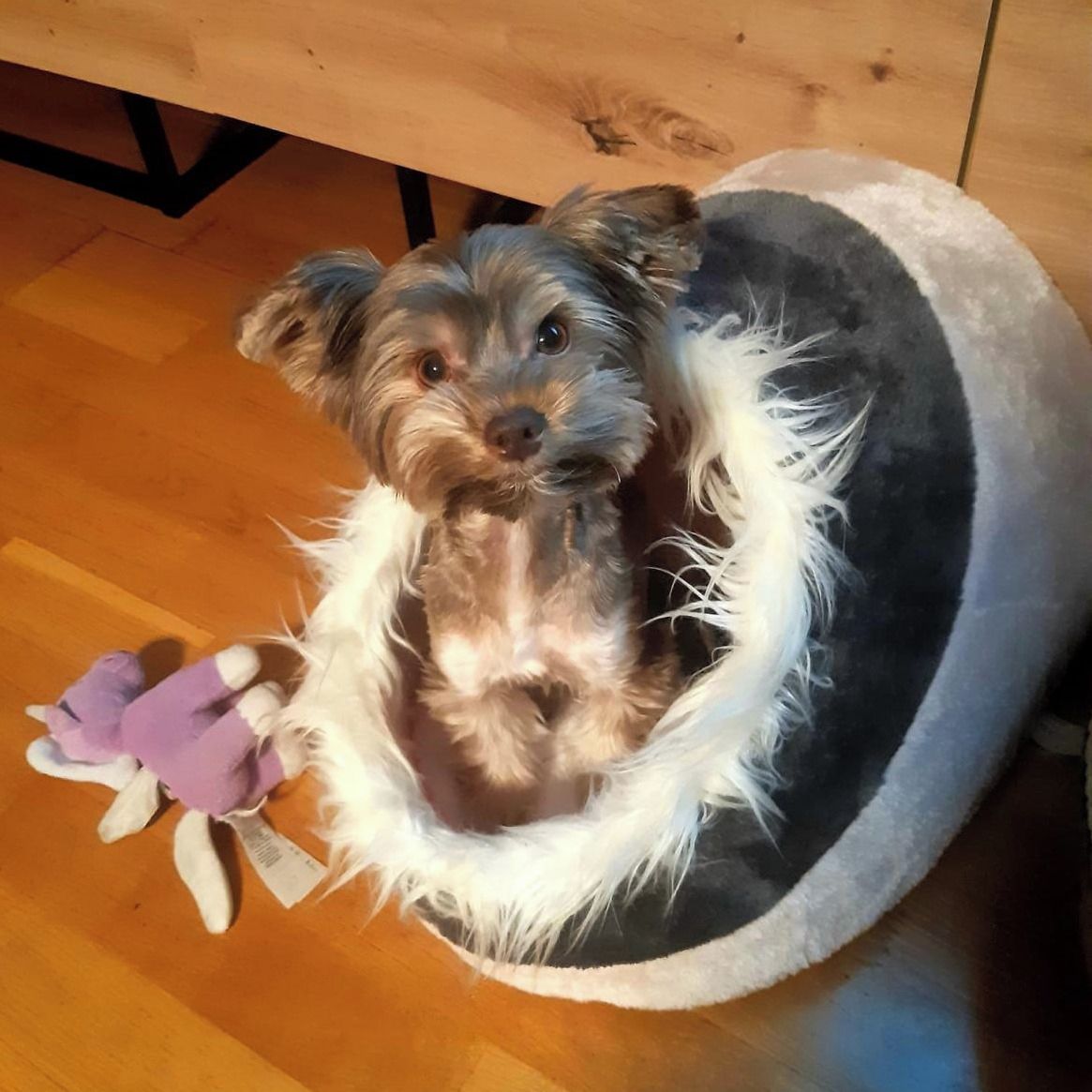 Soutěžní fotografie - Abby,  Yorkšírský terier