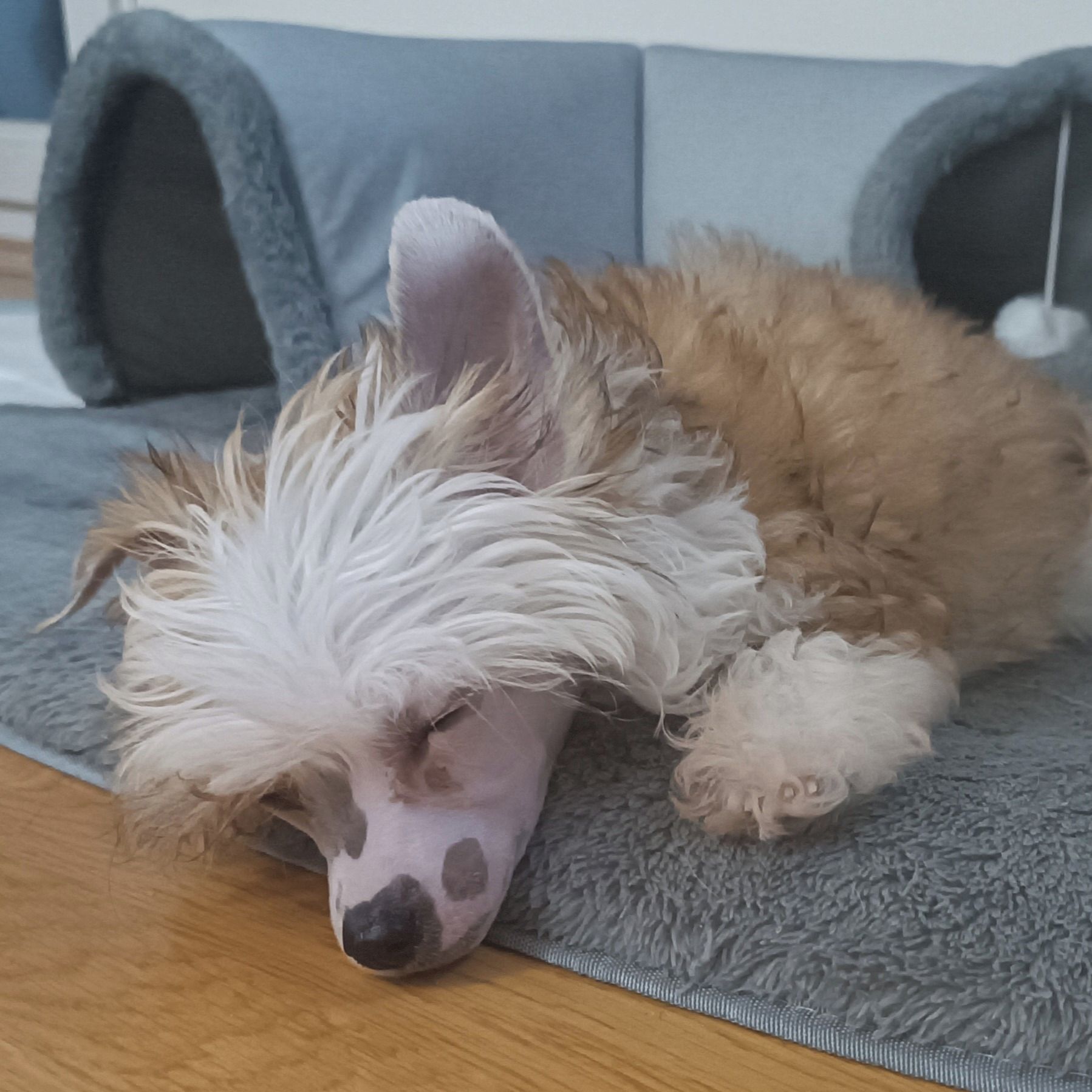 Soutěžní fotografie - Yolie,  Čínský chocholatý pes