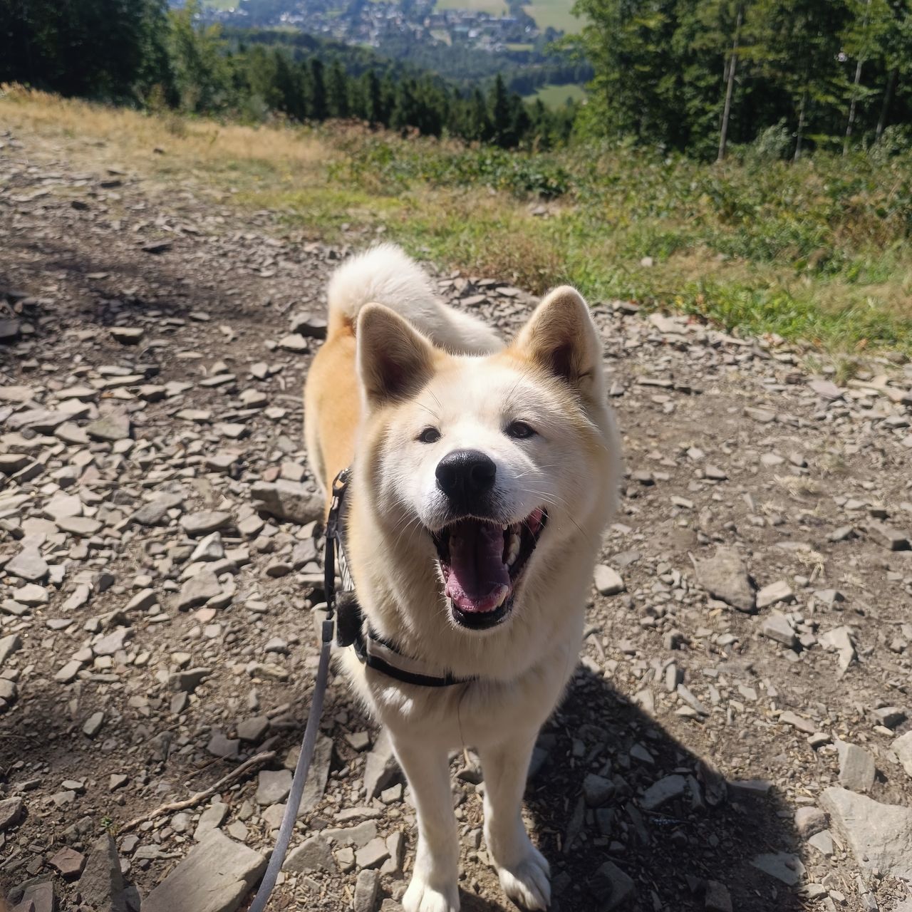 Soutěžní fotografie - Miya,  Akita