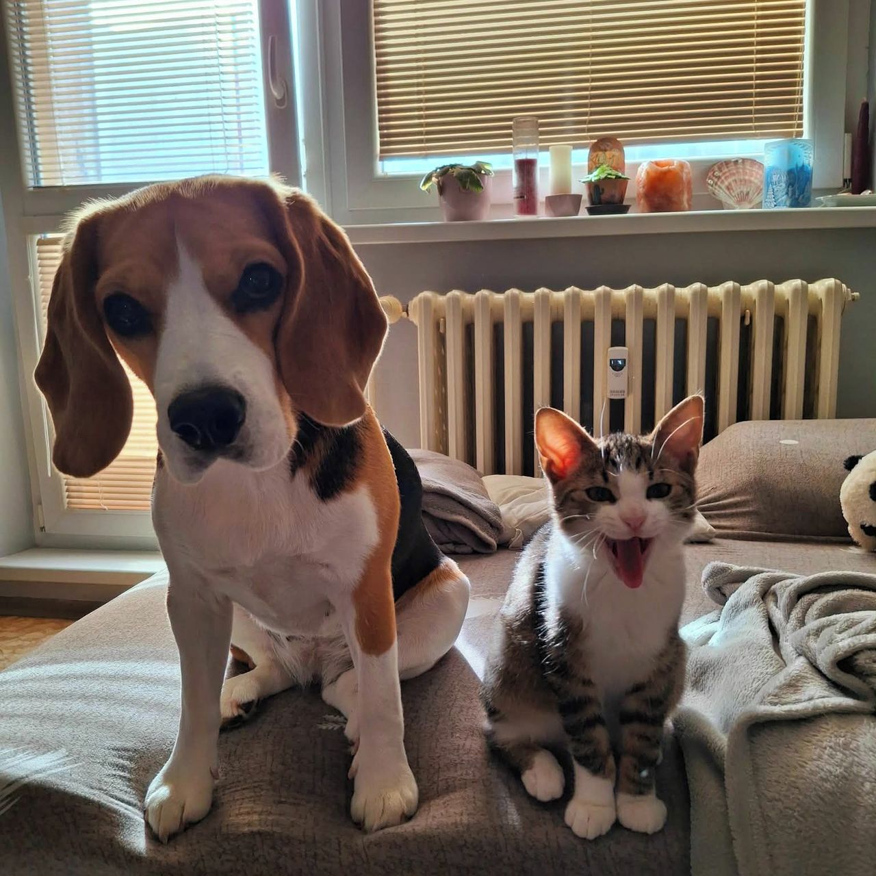 Soutěžní fotografie - Naya,  Beagle