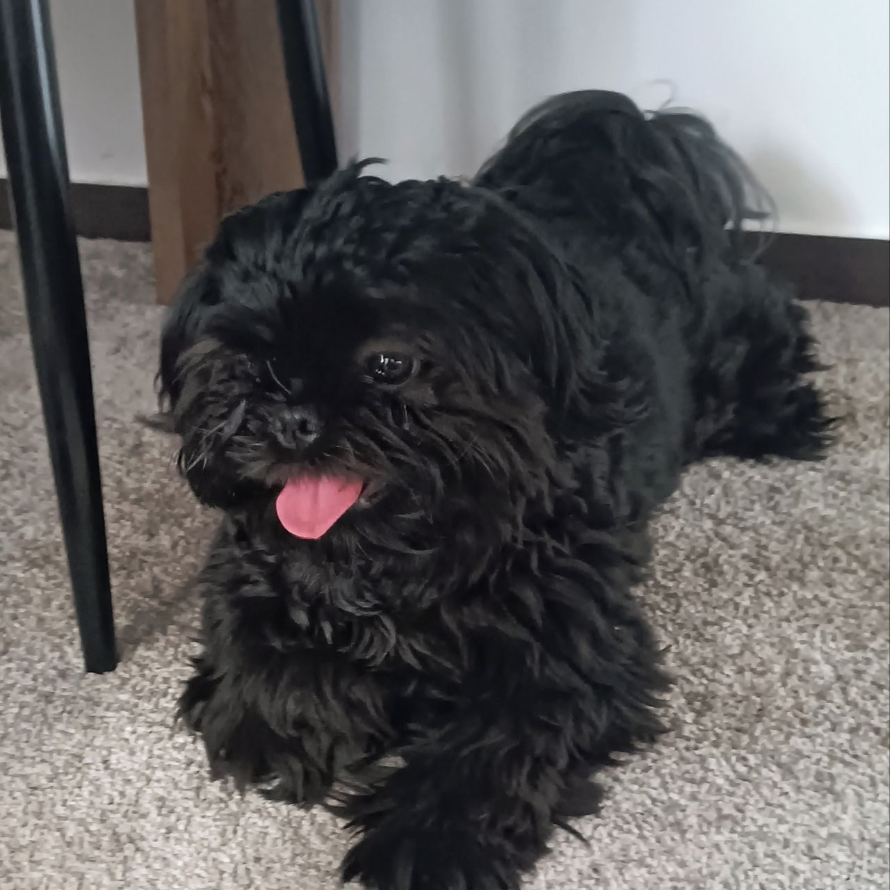 Soutěžní fotografie - Luna,  Shih-tzu