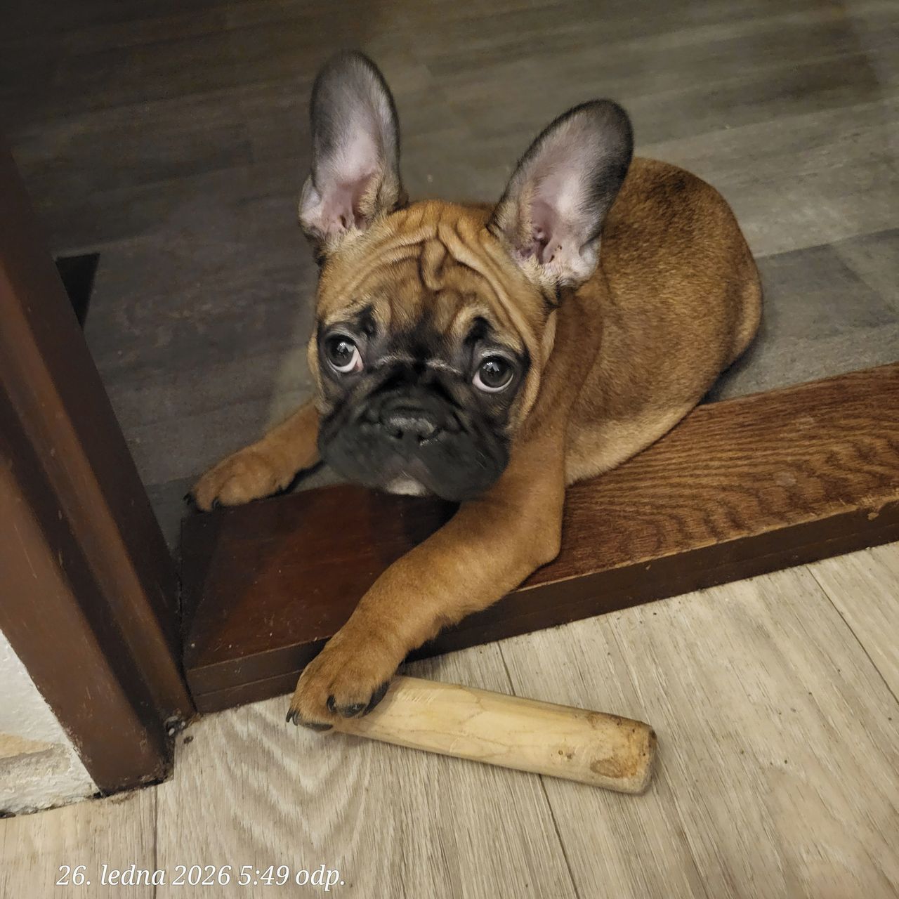 Soutěžní fotografie - Oliver,  Francouzský buldoček