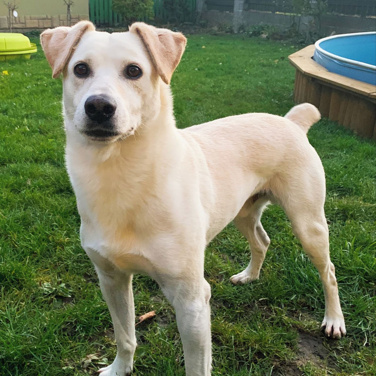 Soutěžní fotografie - Ben,  Ostatní